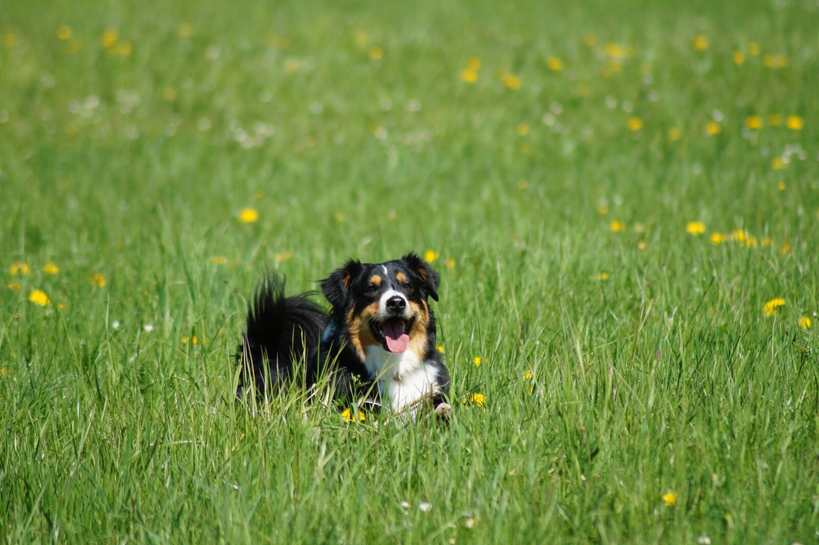 Sony SLT-A58 sample photo. Dog, meadow, green photography