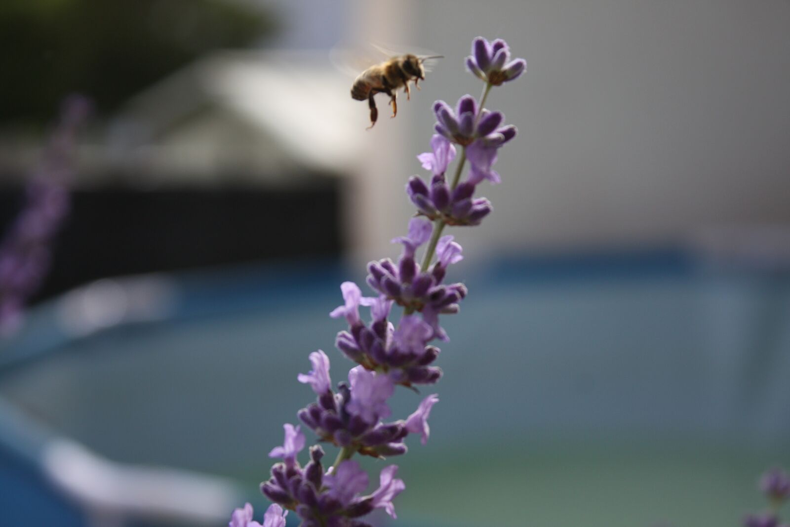Canon EOS 450D (EOS Rebel XSi / EOS Kiss X2) sample photo. Lavendel, sommer, lavender photography