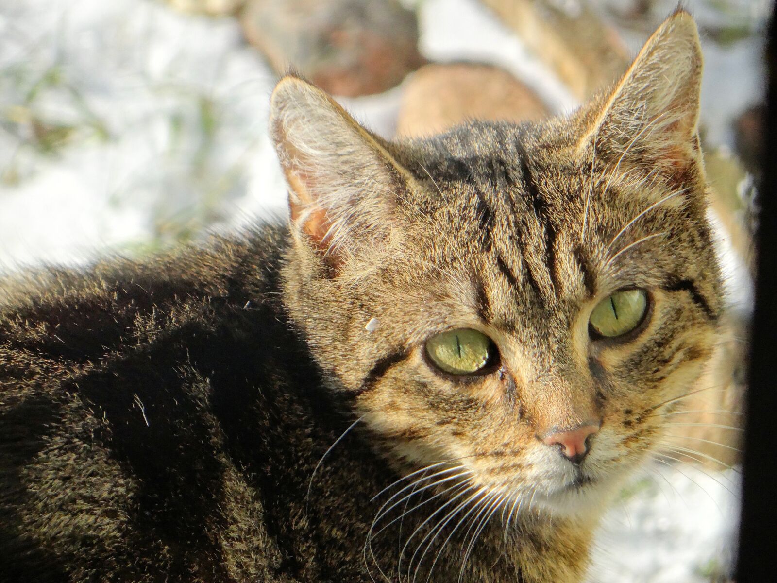 Sony DSC-HX200V sample photo. Cat, mammal, slow living photography