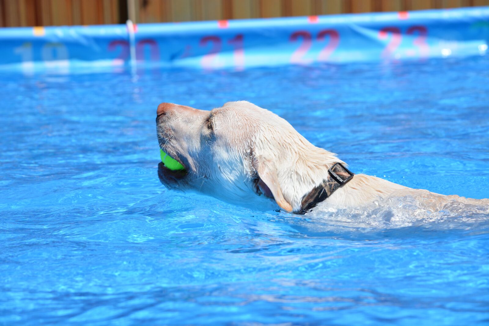 Nikon D7100 sample photo. Dog, water, animal photography
