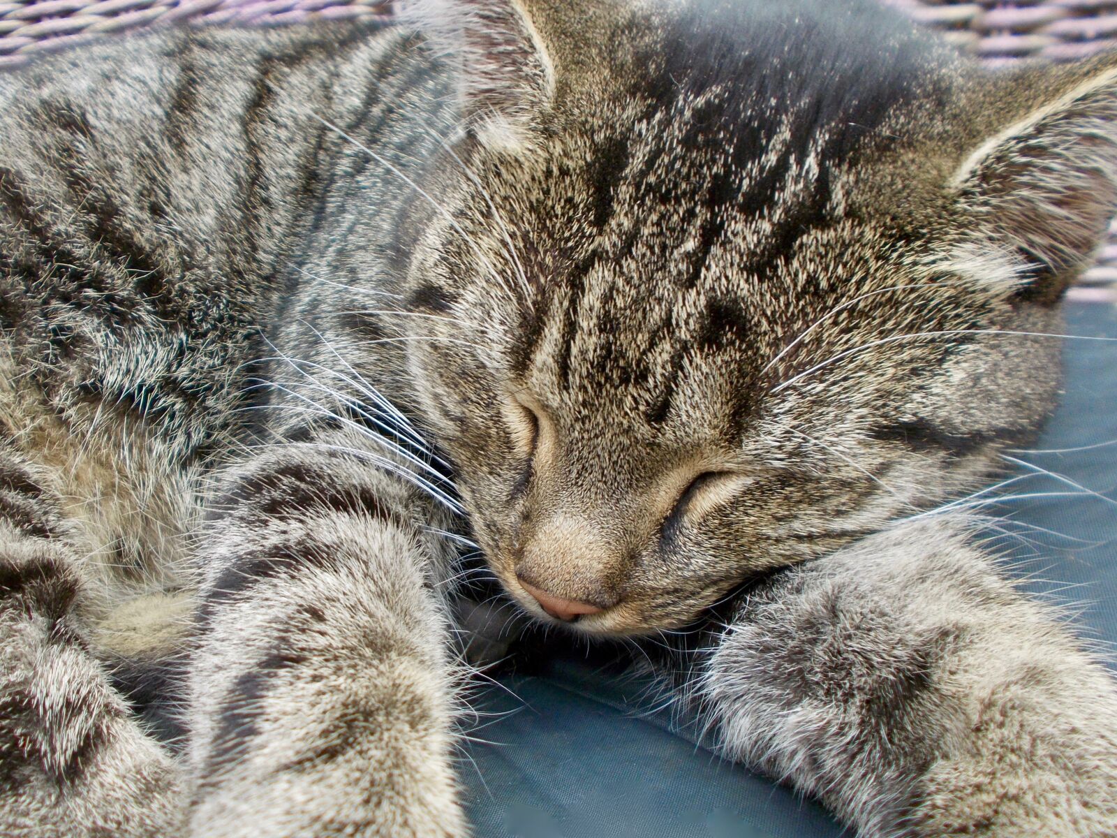 Nikon COOLPIX L29 sample photo. Cat, sleeps, whiskers photography