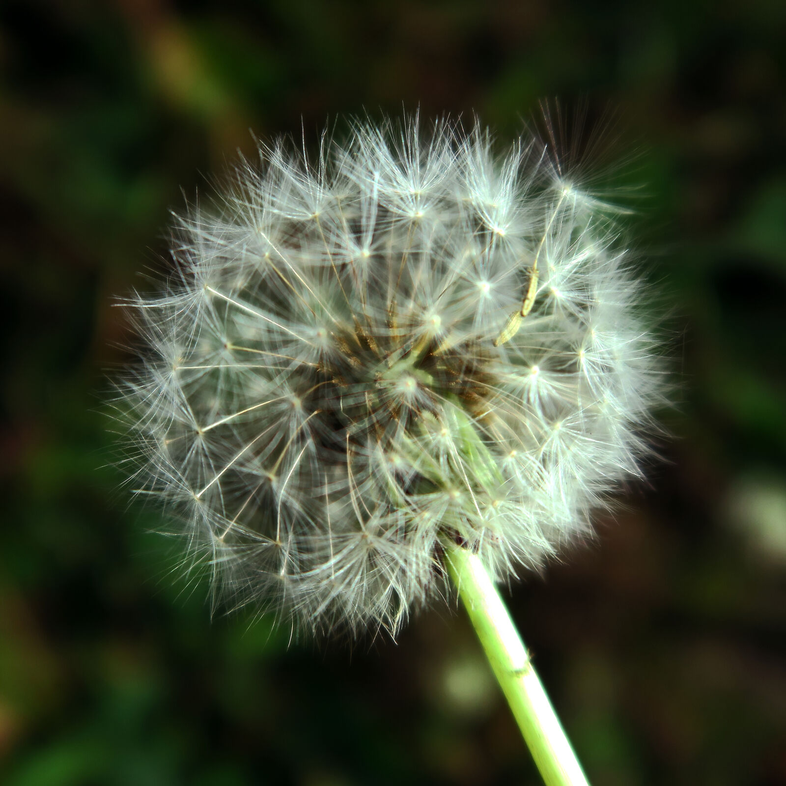 Canon PowerShot G7 X sample photo. Flora, macro, seeds, theme photography