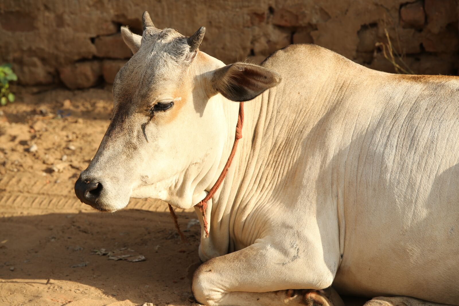 Canon EF 70-200mm F2.8L IS II USM sample photo. Cow, bulls, animal photography