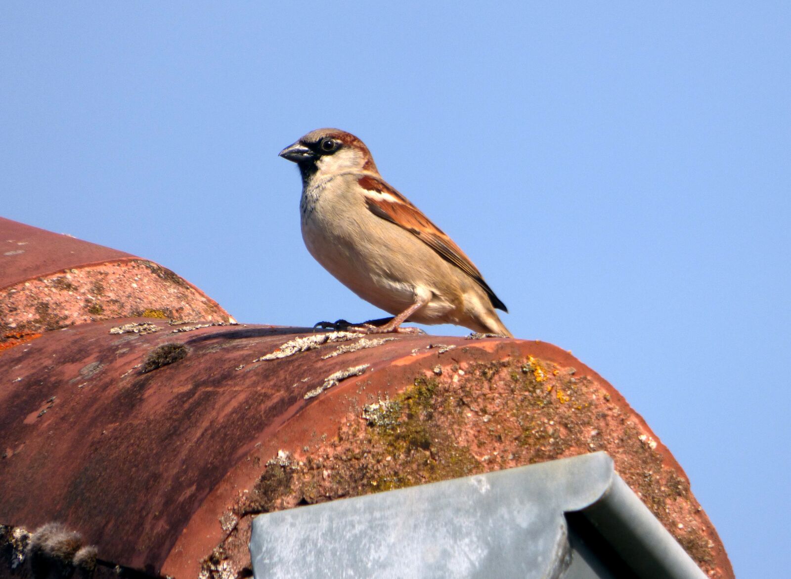 Panasonic DMC-FZ72 sample photo. Bird, sparrow, nature photography