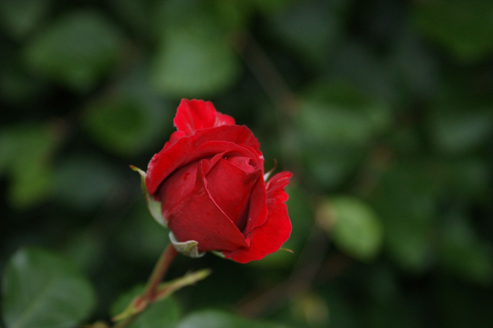 Sony Alpha DSLR-A350 sample photo. Rose, flower, romance photography