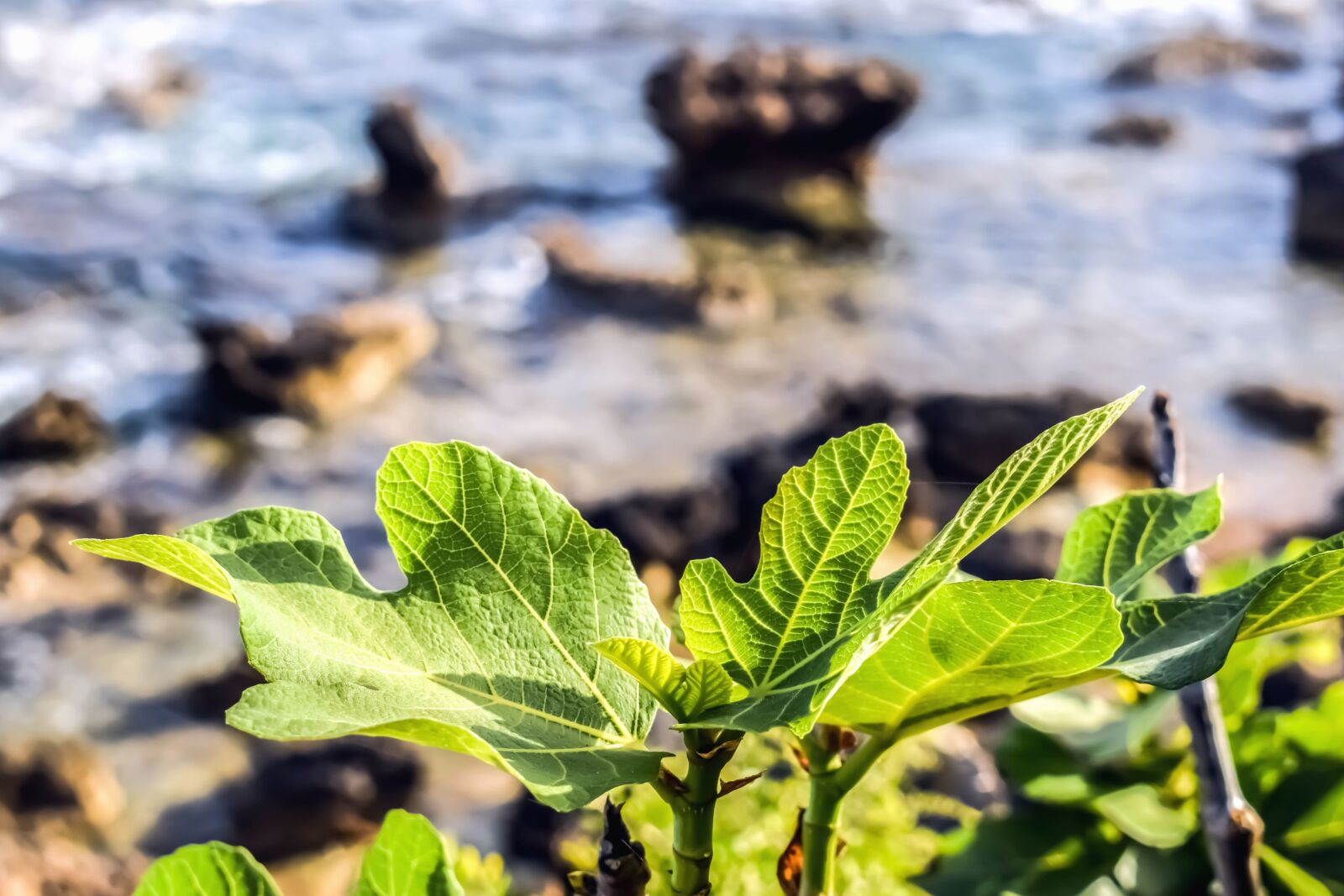 Nikon D3300 sample photo. Sea, rocks, water, leaf photography