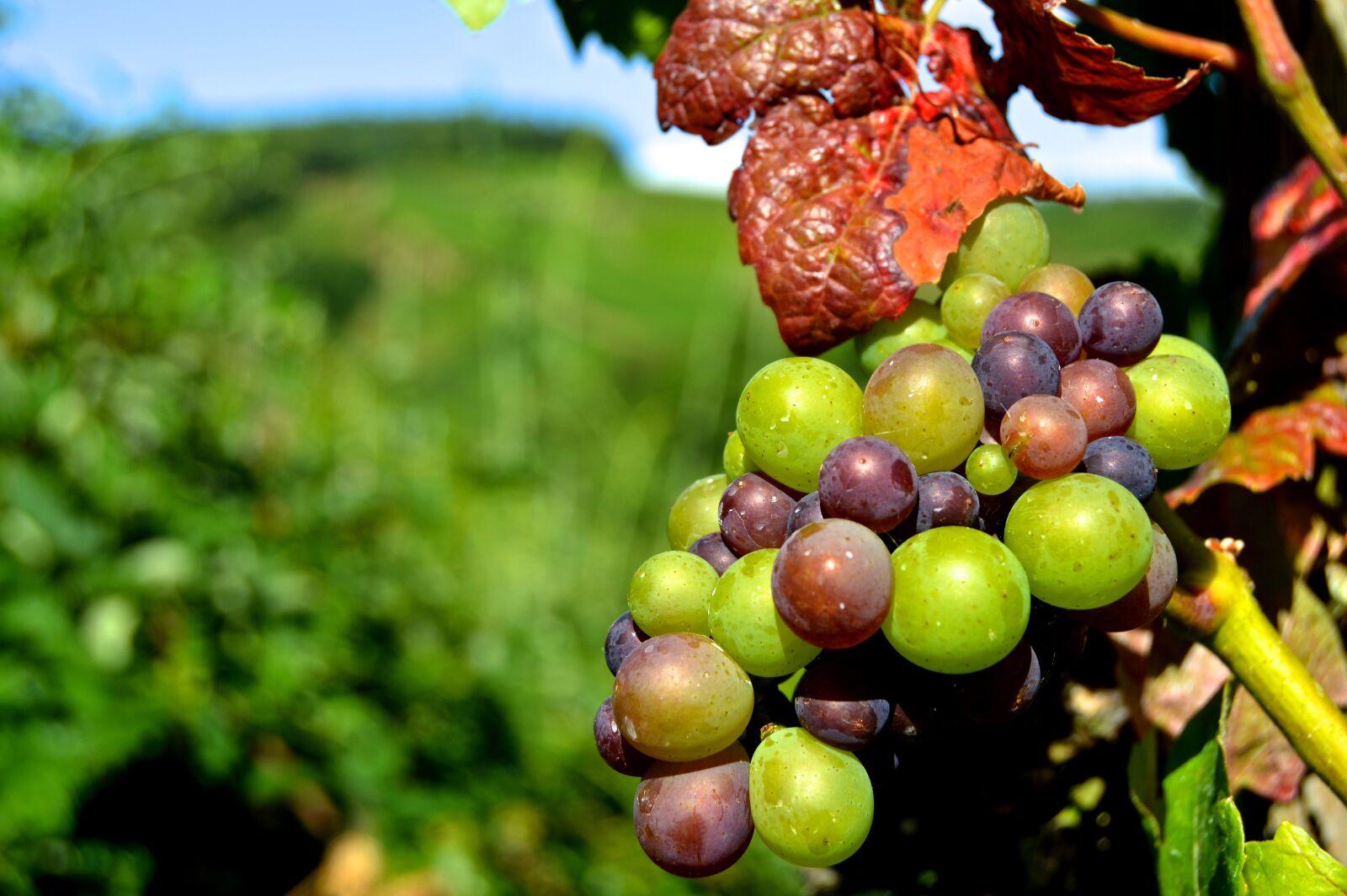 Nikon D3200 sample photo. Rebstock, grapes, henkel photography