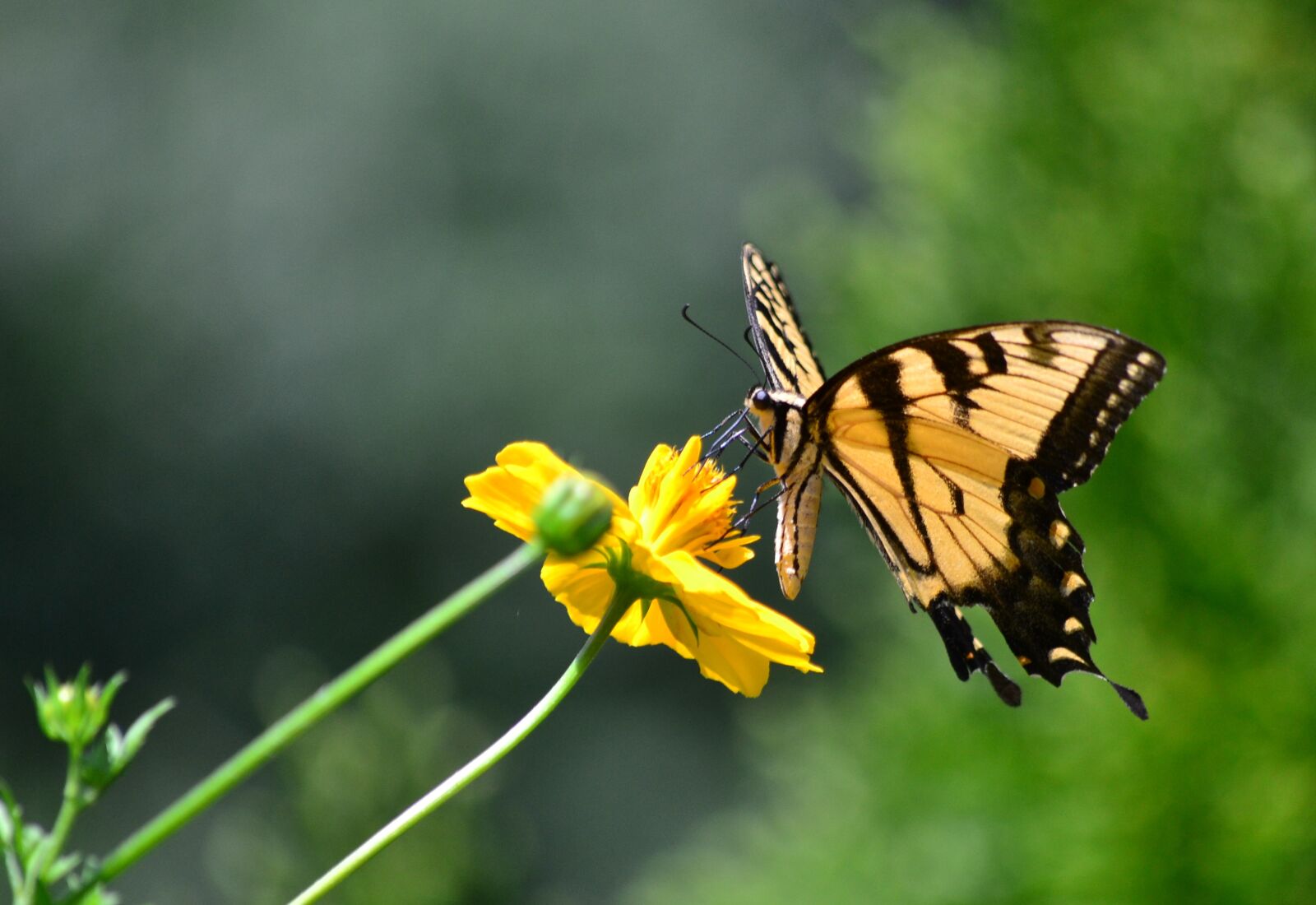 Nikon D3100 sample photo. Summer, cosmos, swallowtail photography