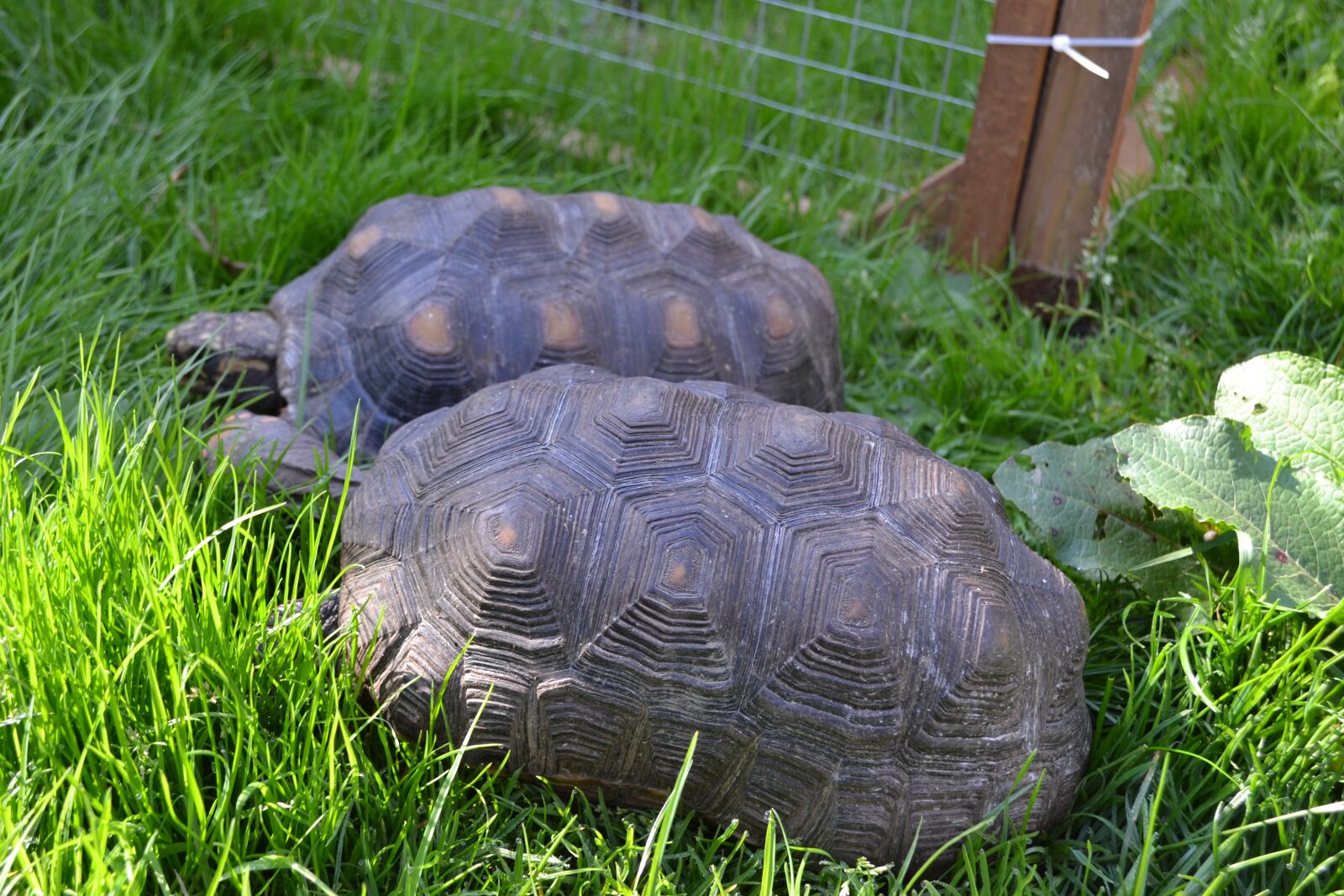 Nikon D3100 sample photo. Red, foot, tortoise photography