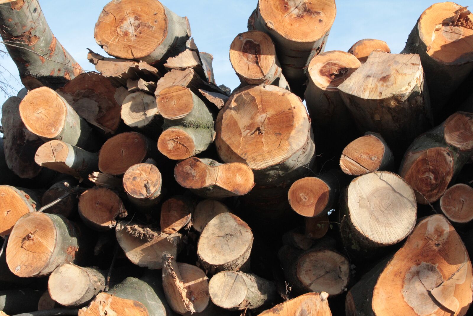 Canon EOS 60D sample photo. Holzstapel, tree trunks, firewood photography