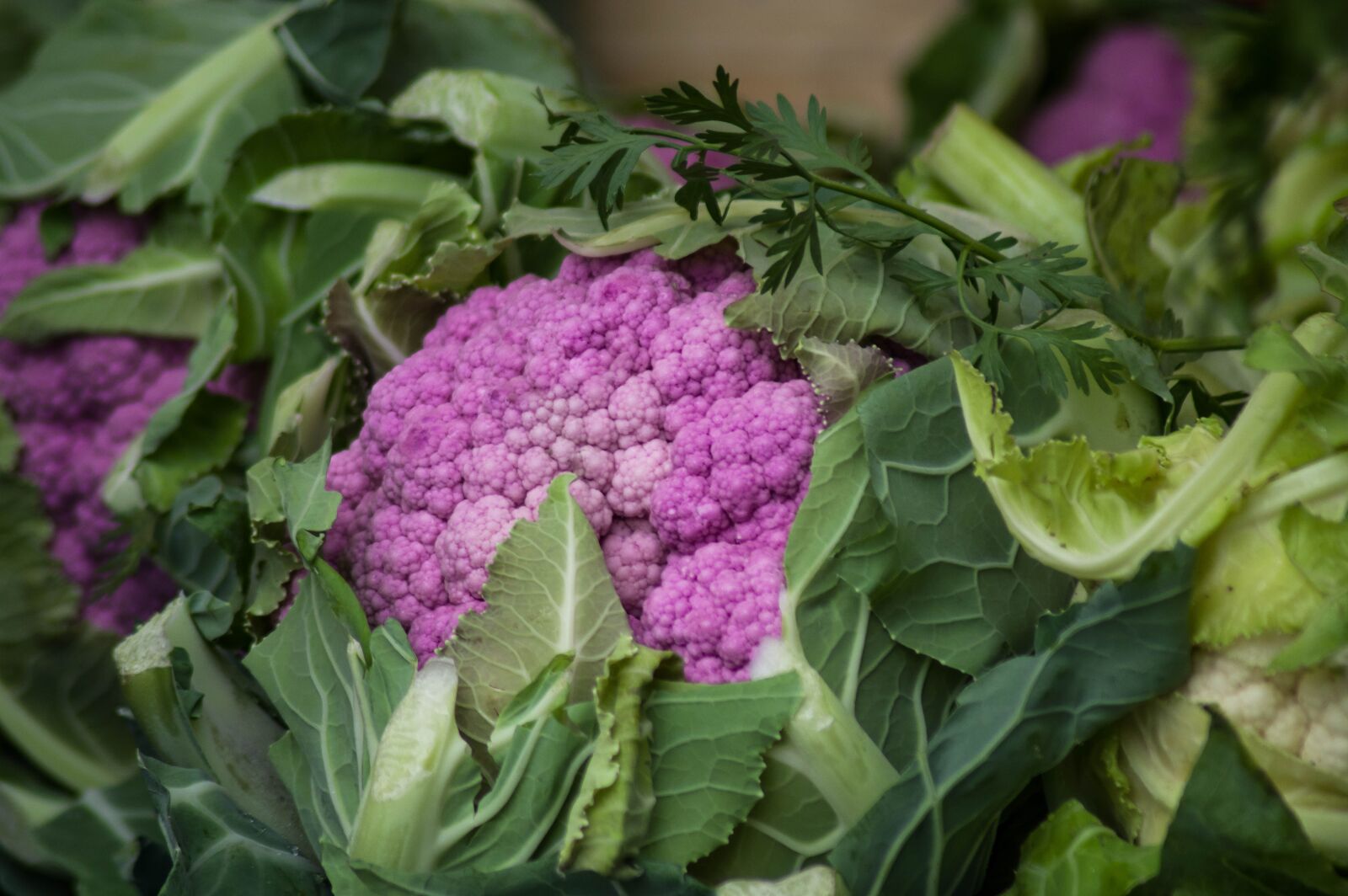 Pentax KP sample photo. Cauliflower, pink, vegetable photography