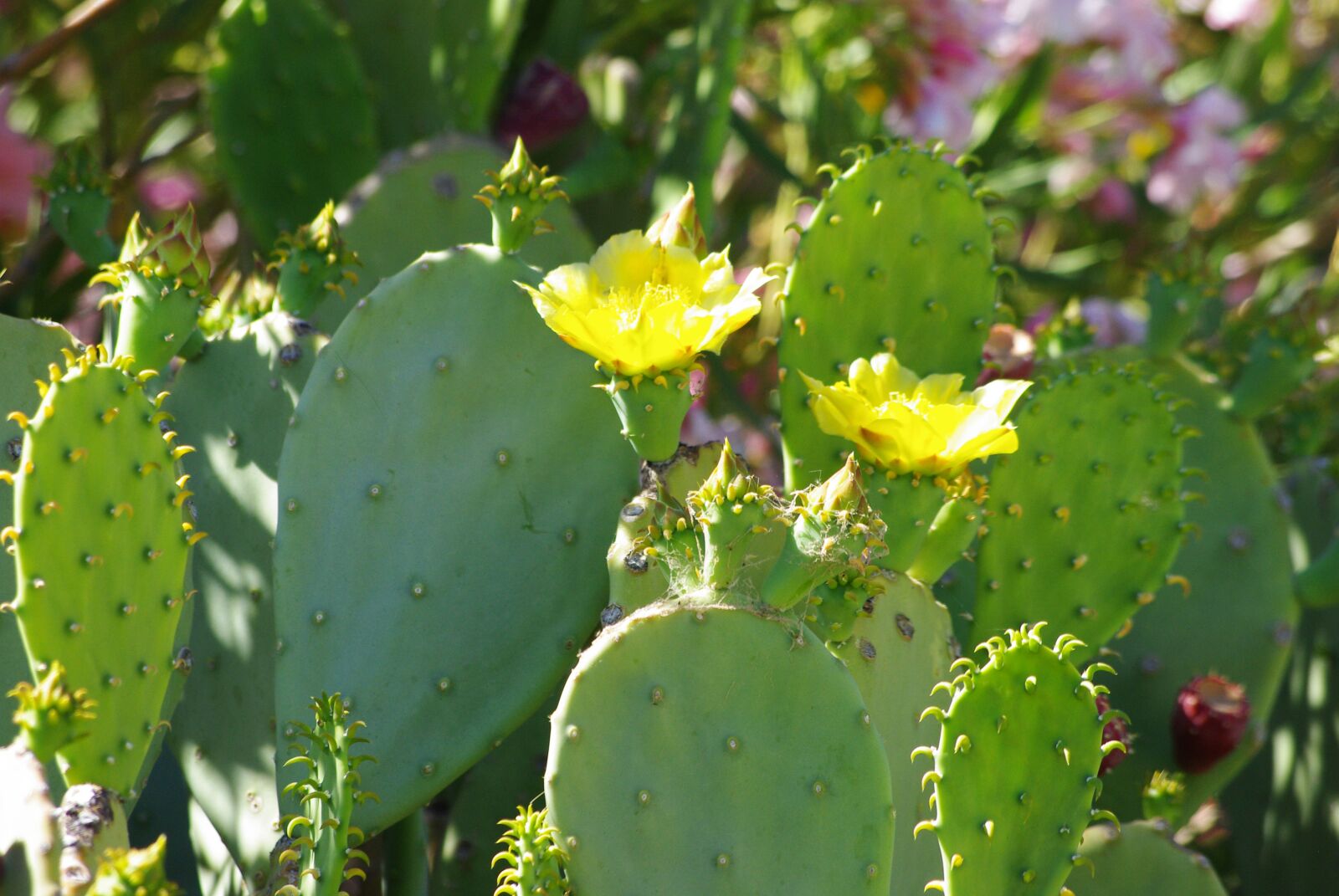 Pentax K200D sample photo. Cactus, flower, green photography