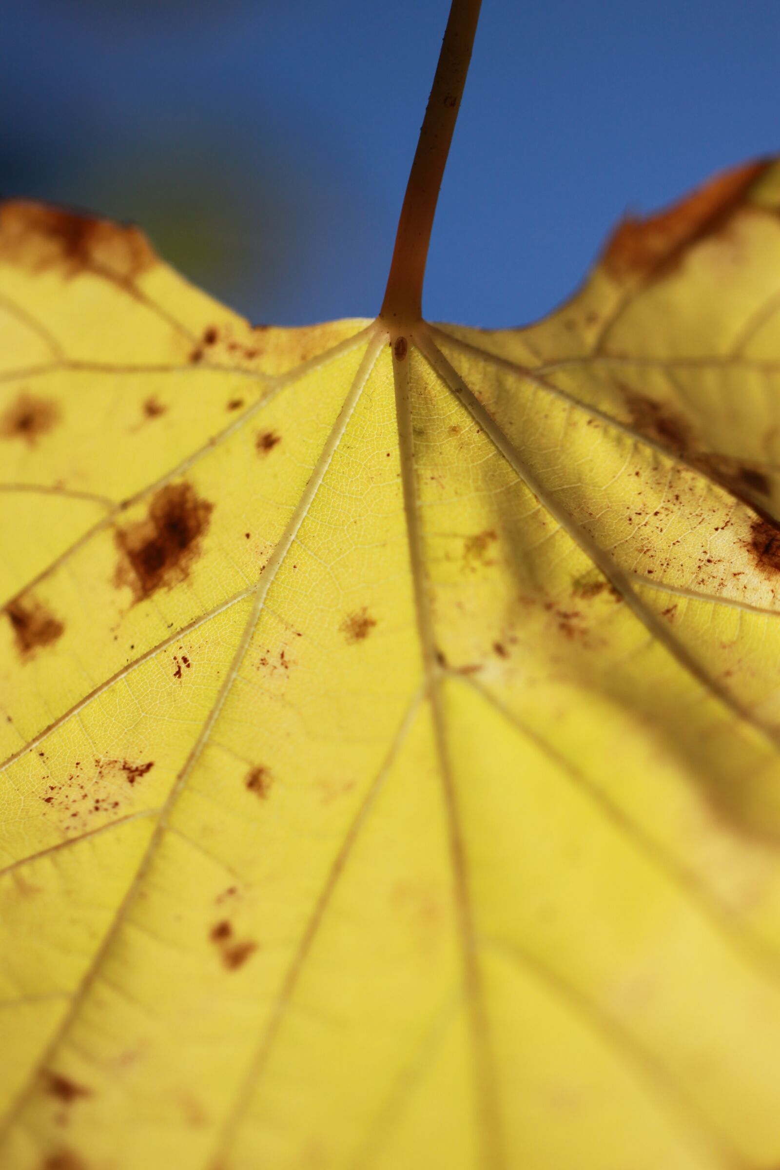 Canon EOS 50D + Canon EF 100mm F2.8L Macro IS USM sample photo. Leaves, yellow, autumn photography