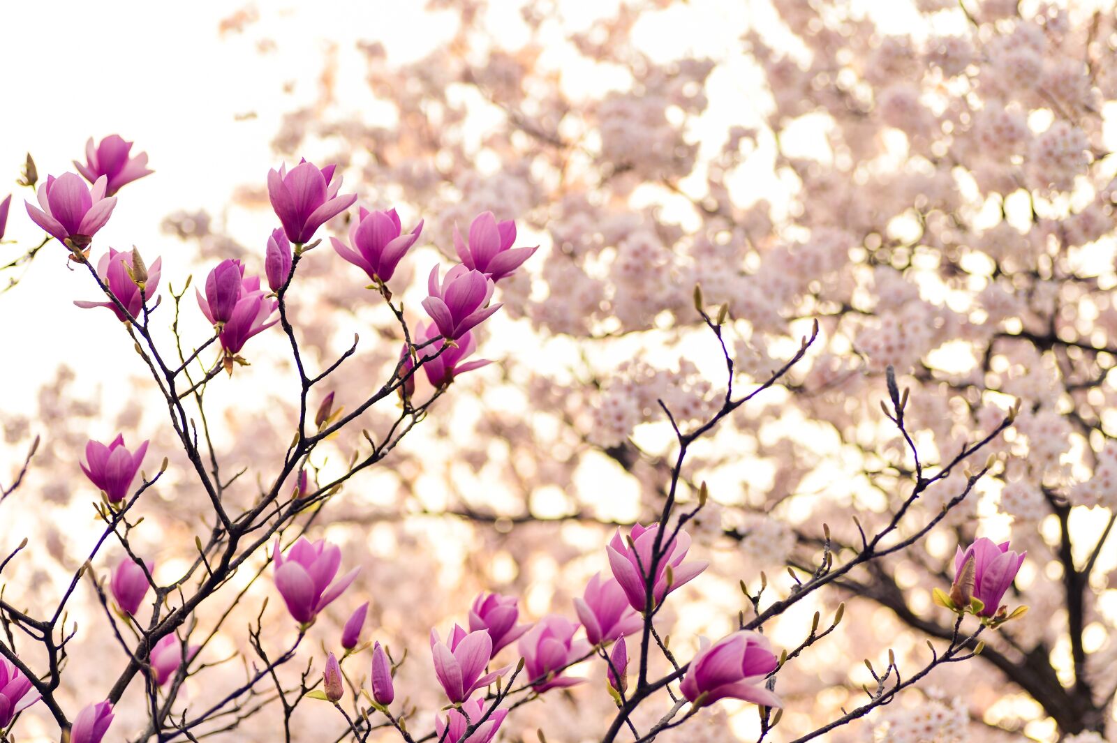 Nikon Df sample photo. Magnolia, branches, blossom photography