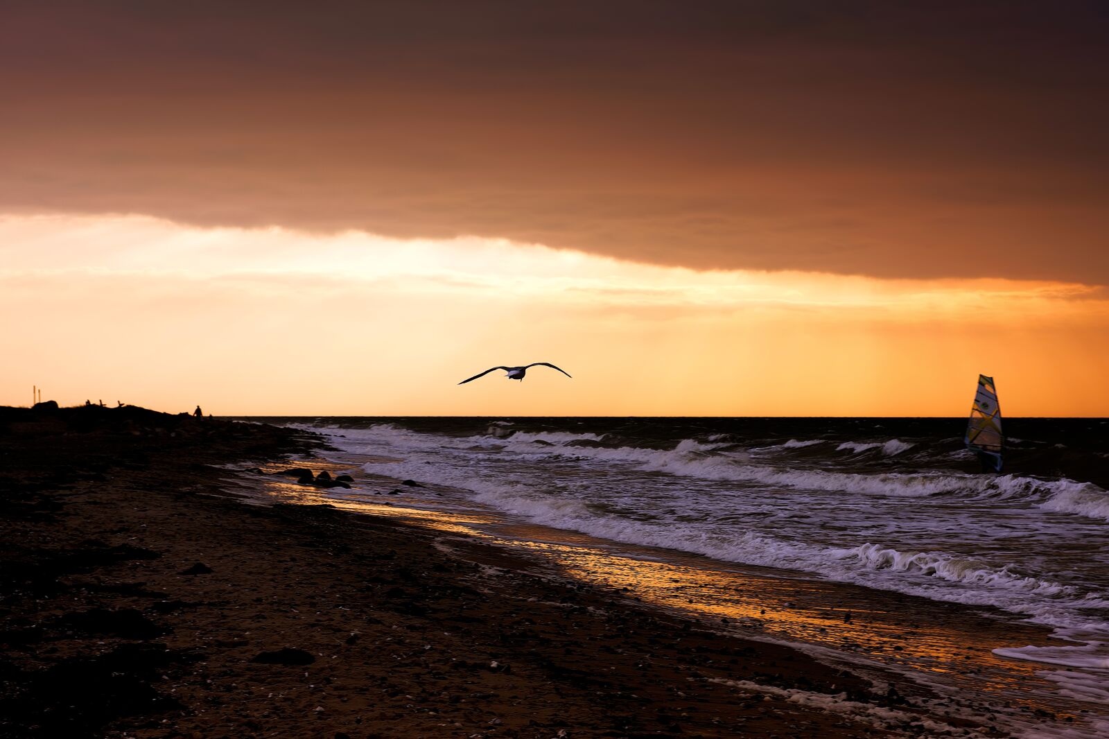 Nikon D810 sample photo. Coast, beach, gull photography