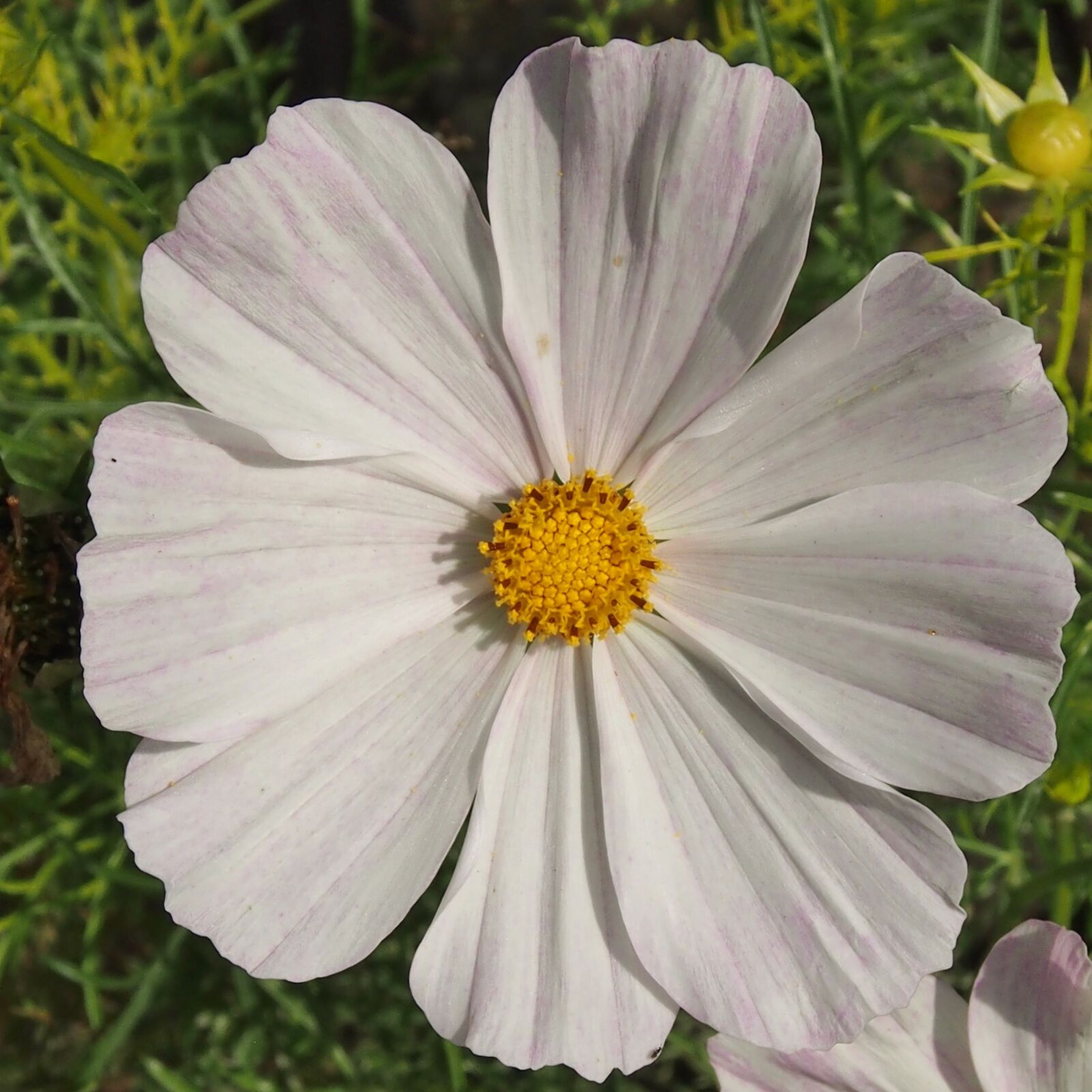 Olympus OM-D E-M5 sample photo. White, flowers, autumn photography