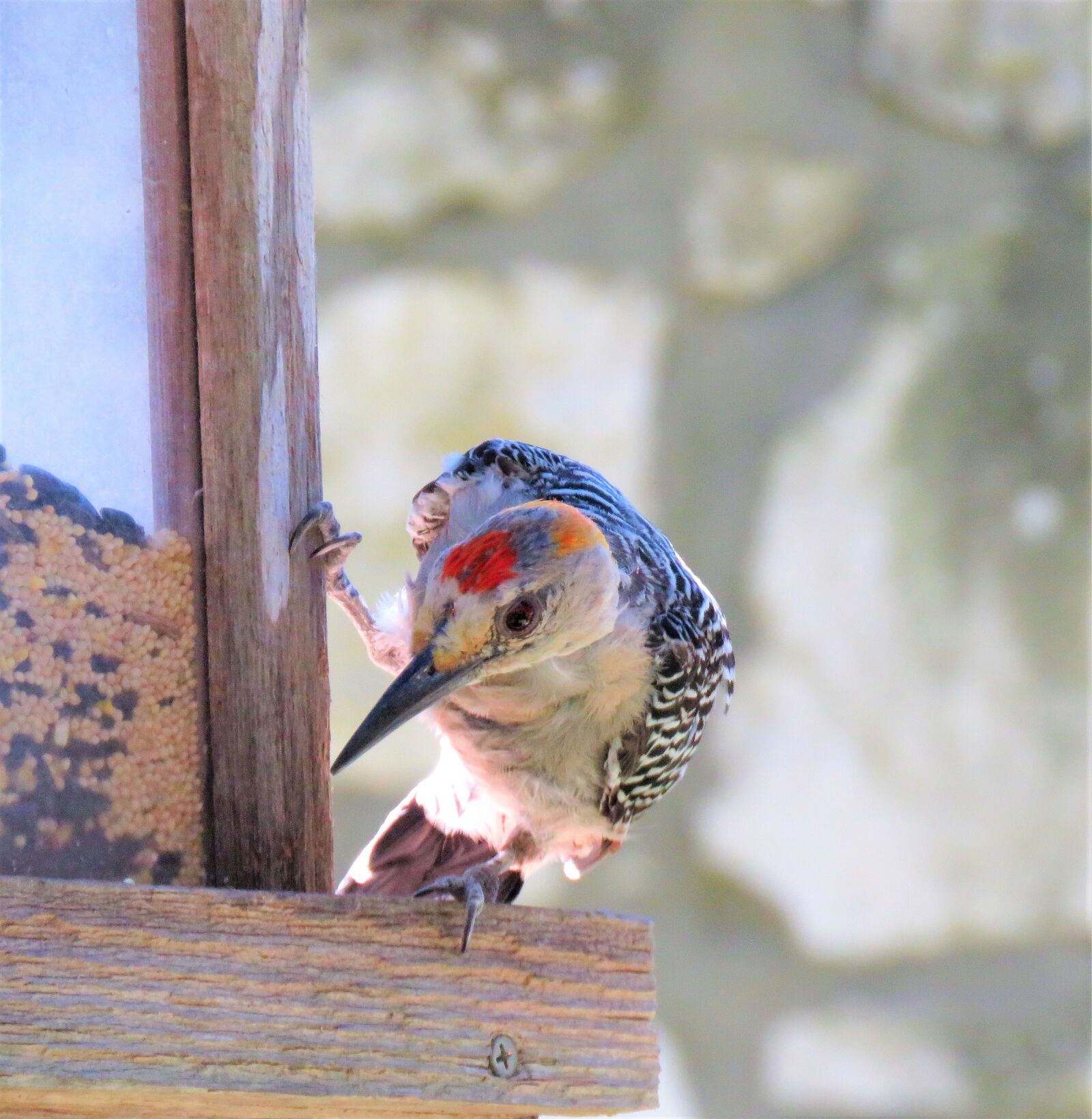 Canon PowerShot SX60 HS sample photo. Bird, woodpecker, close up photography