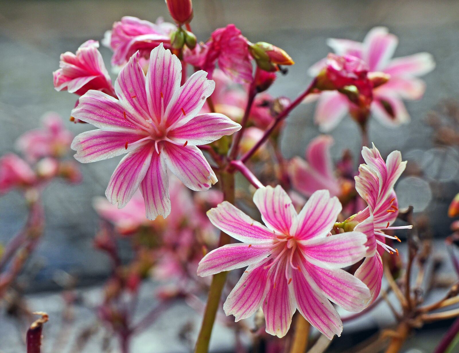 Panasonic Lumix DMC-GH3 sample photo. Autumn flowers, star, pink photography