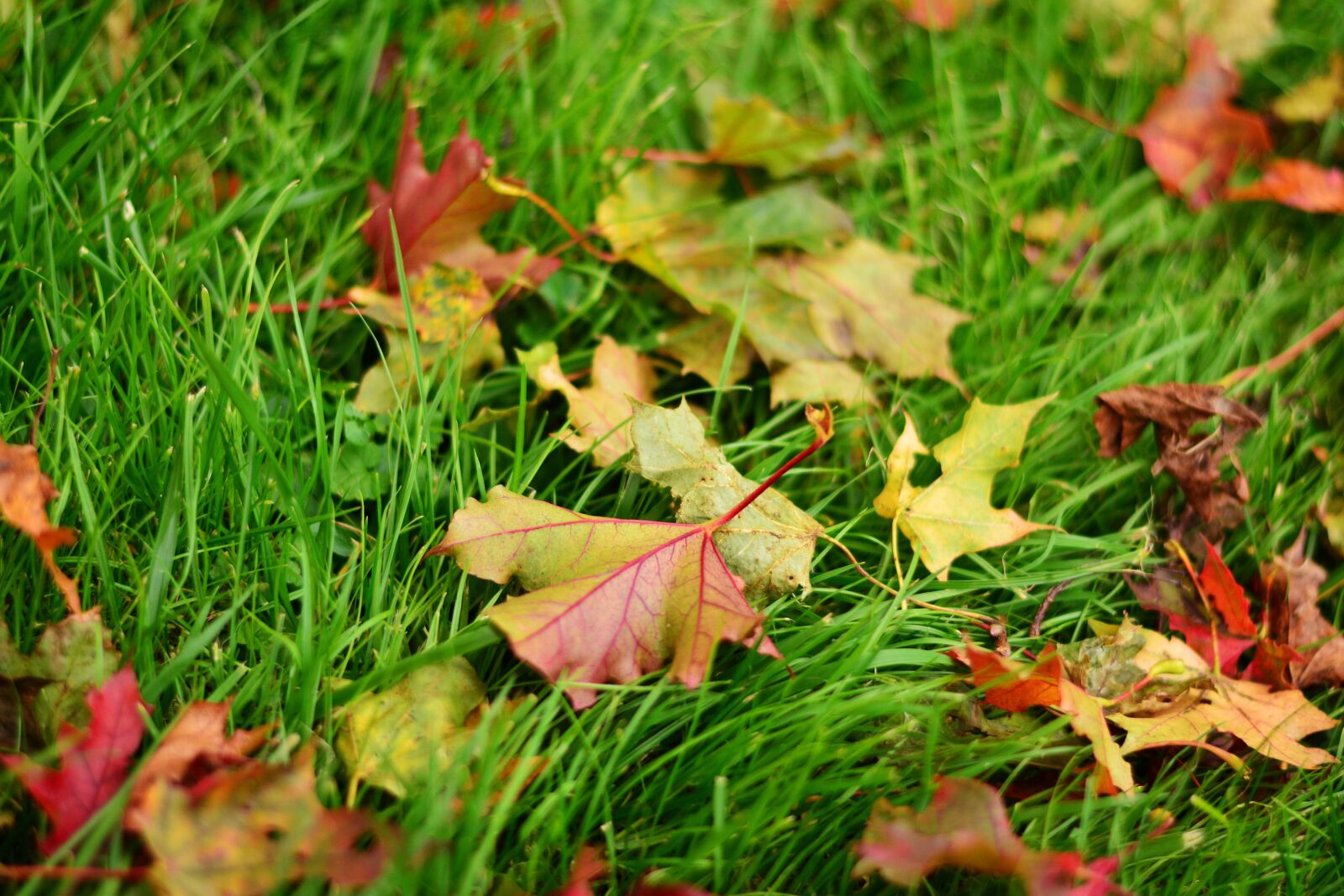 Nikon D5200 sample photo. Fall leaves, maple leaves photography