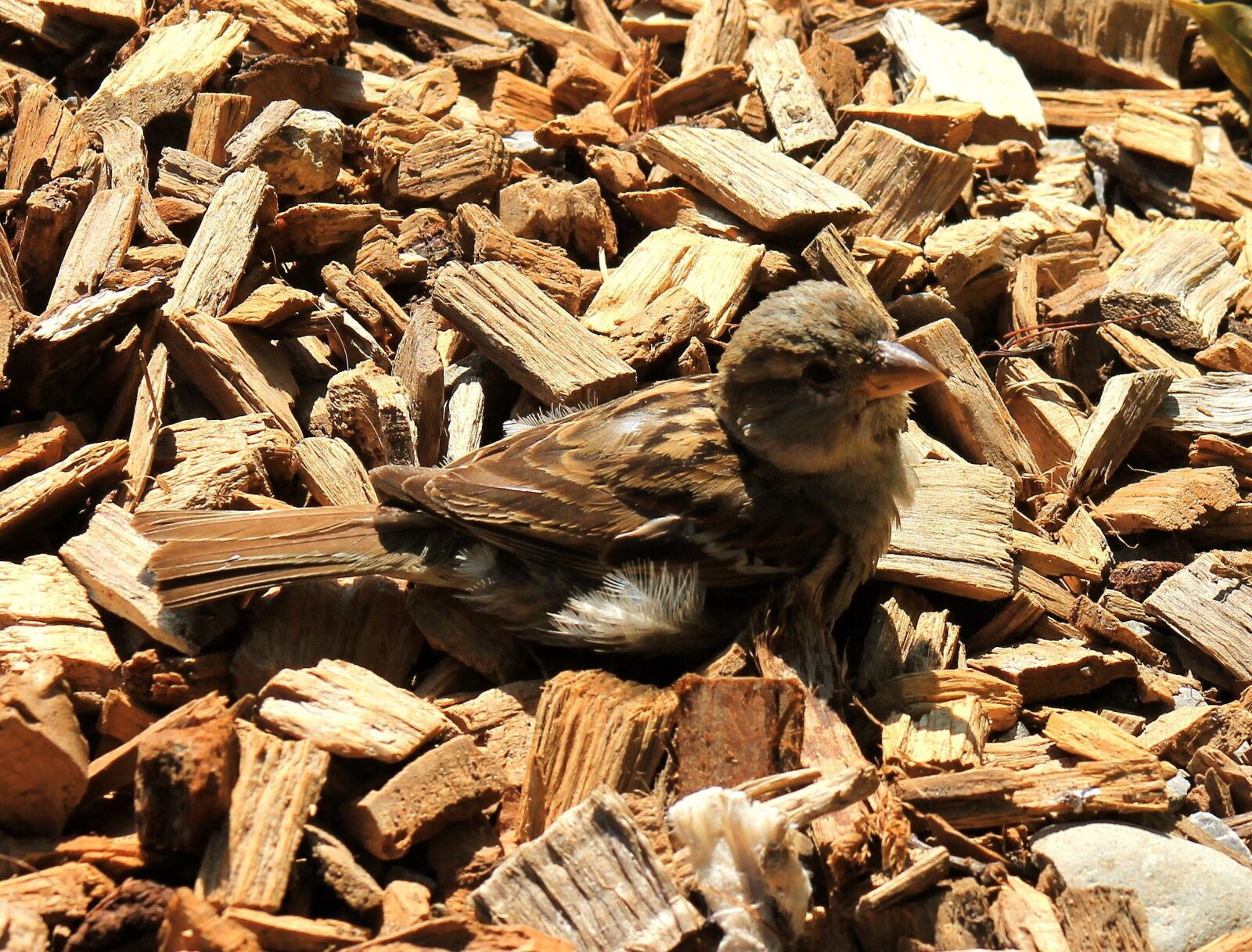 Canon EF 75-300mm f/4-5.6 sample photo. Sparrow, bird, young photography