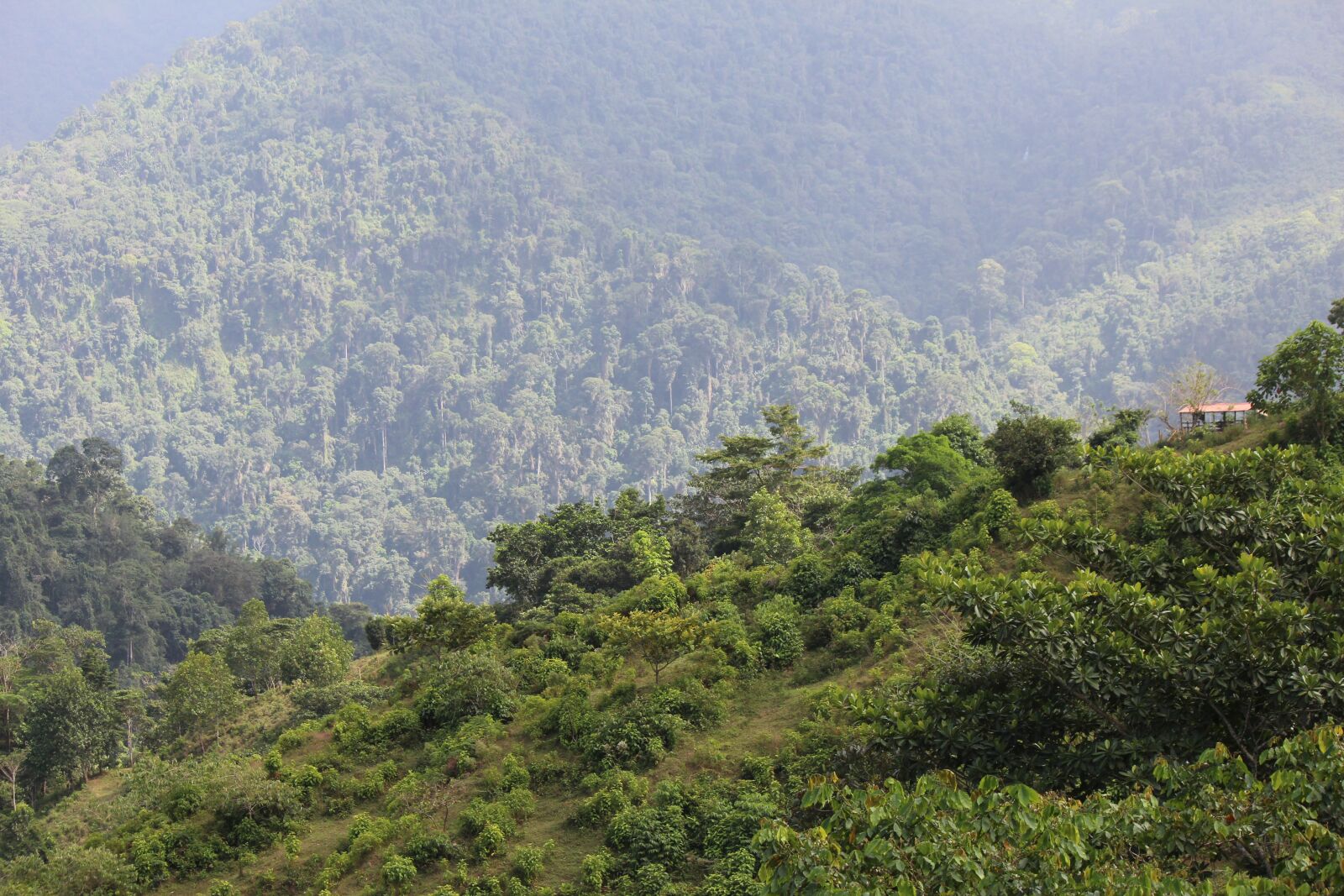 Canon EOS 600D (Rebel EOS T3i / EOS Kiss X5) sample photo. Nature, mountain, tree photography
