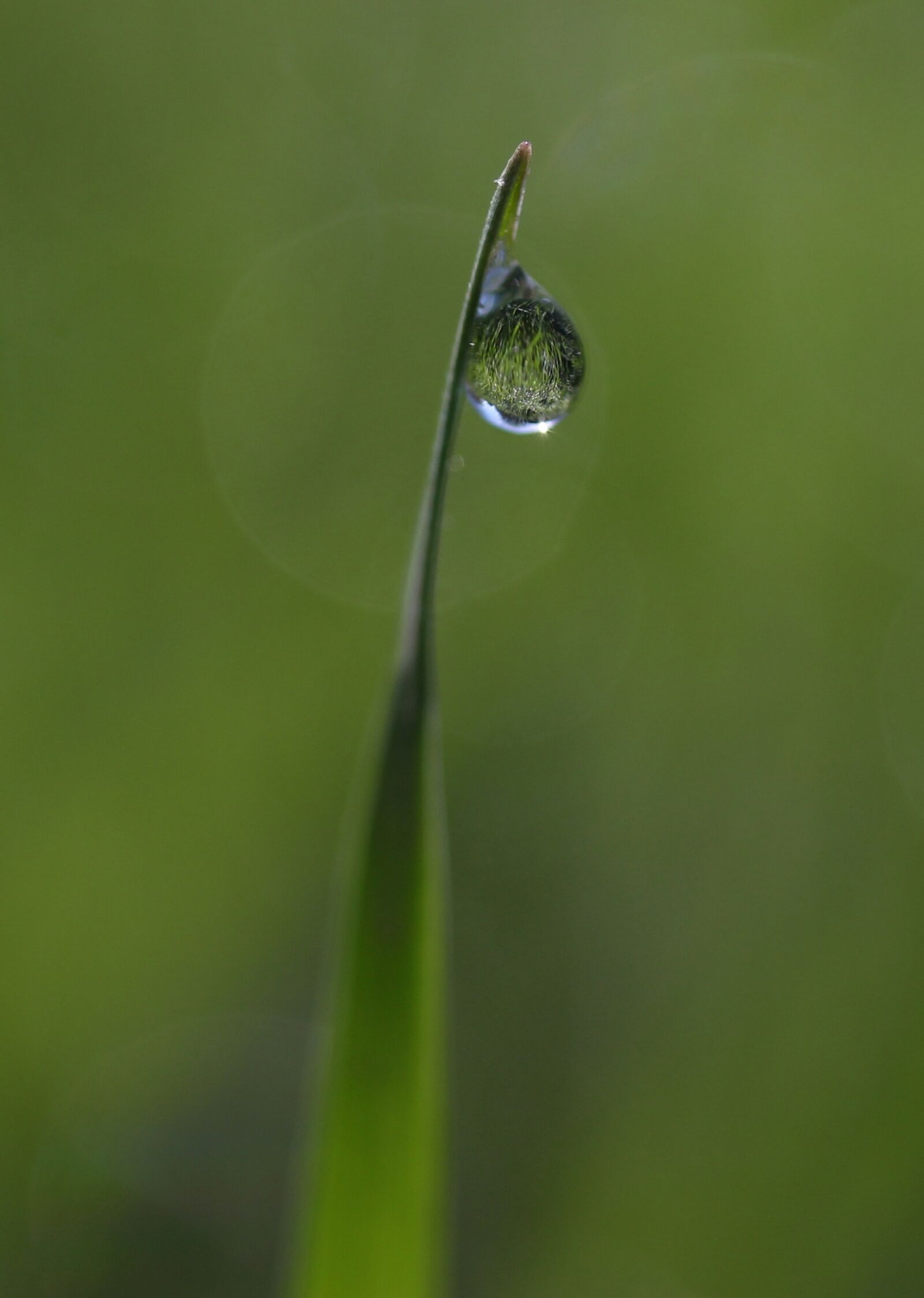 Canon EF-S 60mm F2.8 Macro USM sample photo. Grass, dew, green photography