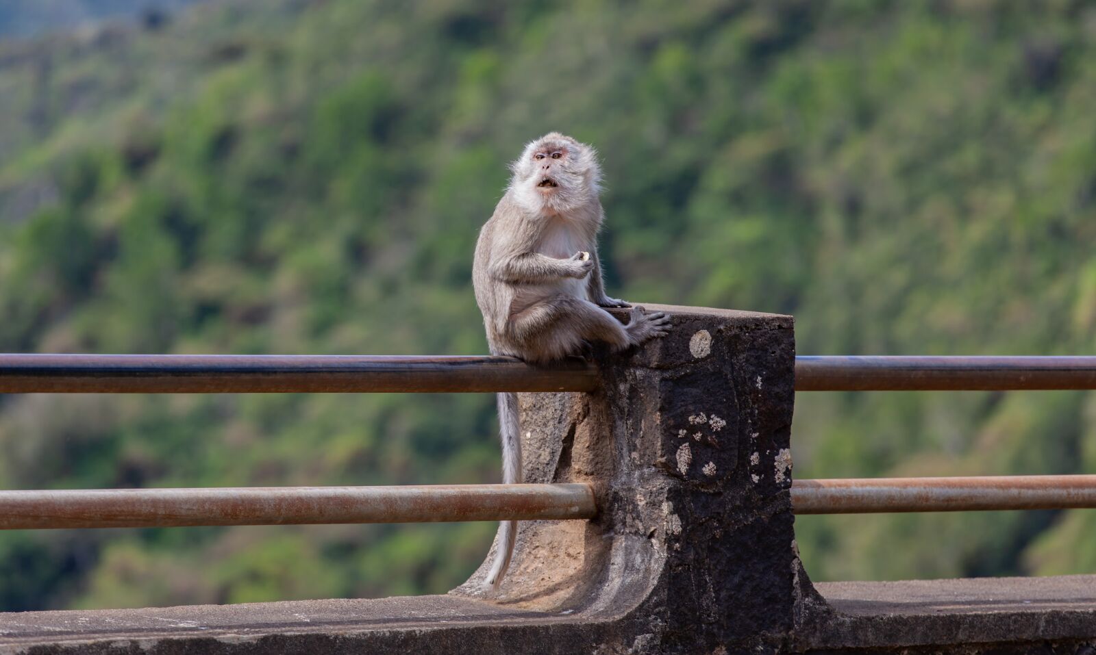 Canon EF 70-200mm F4L USM sample photo. Long tailed macaque, crab-eating photography