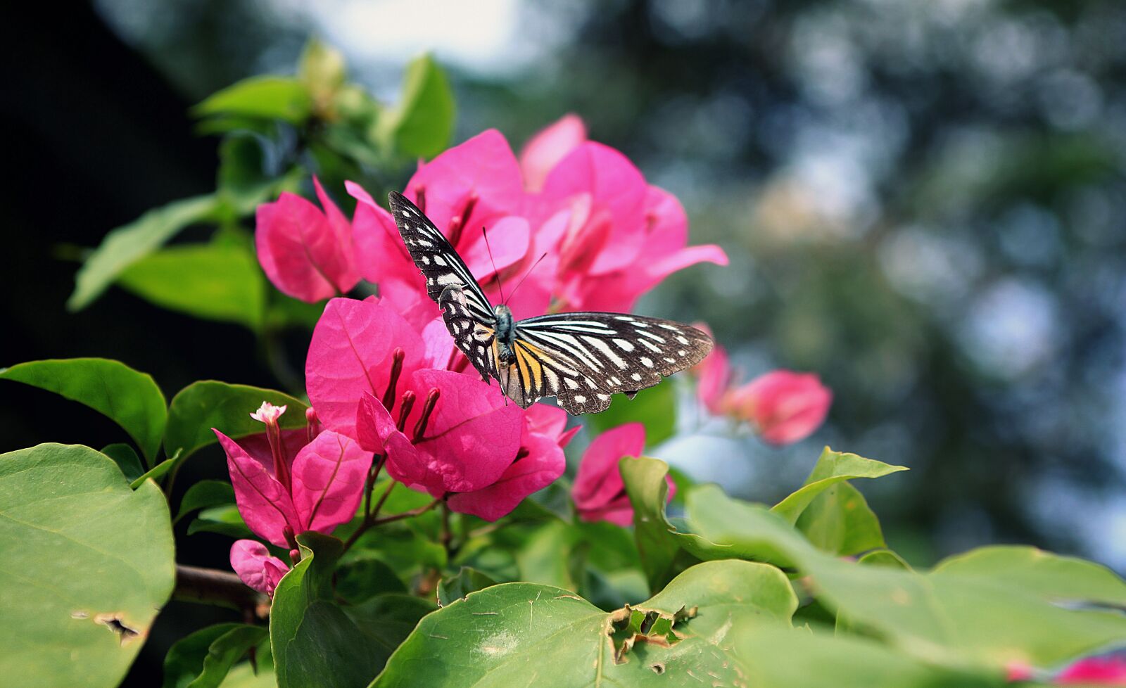 Canon EOS 450D (EOS Rebel XSi / EOS Kiss X2) sample photo. Flower, sky, summer photography