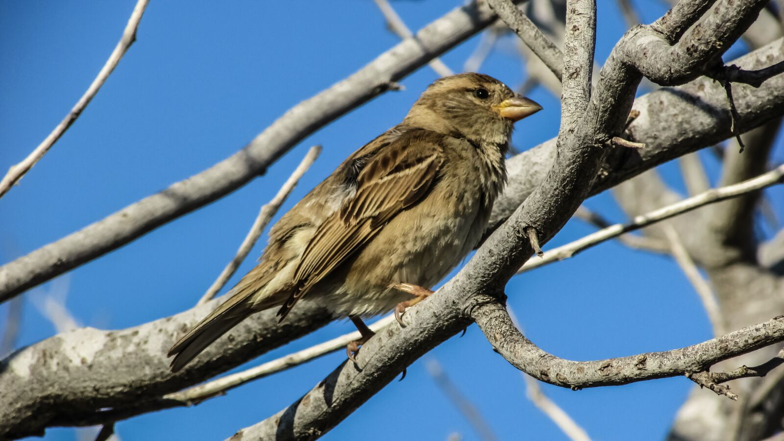 Canon PowerShot SX400 IS sample photo. Sparrow, bird, nature photography