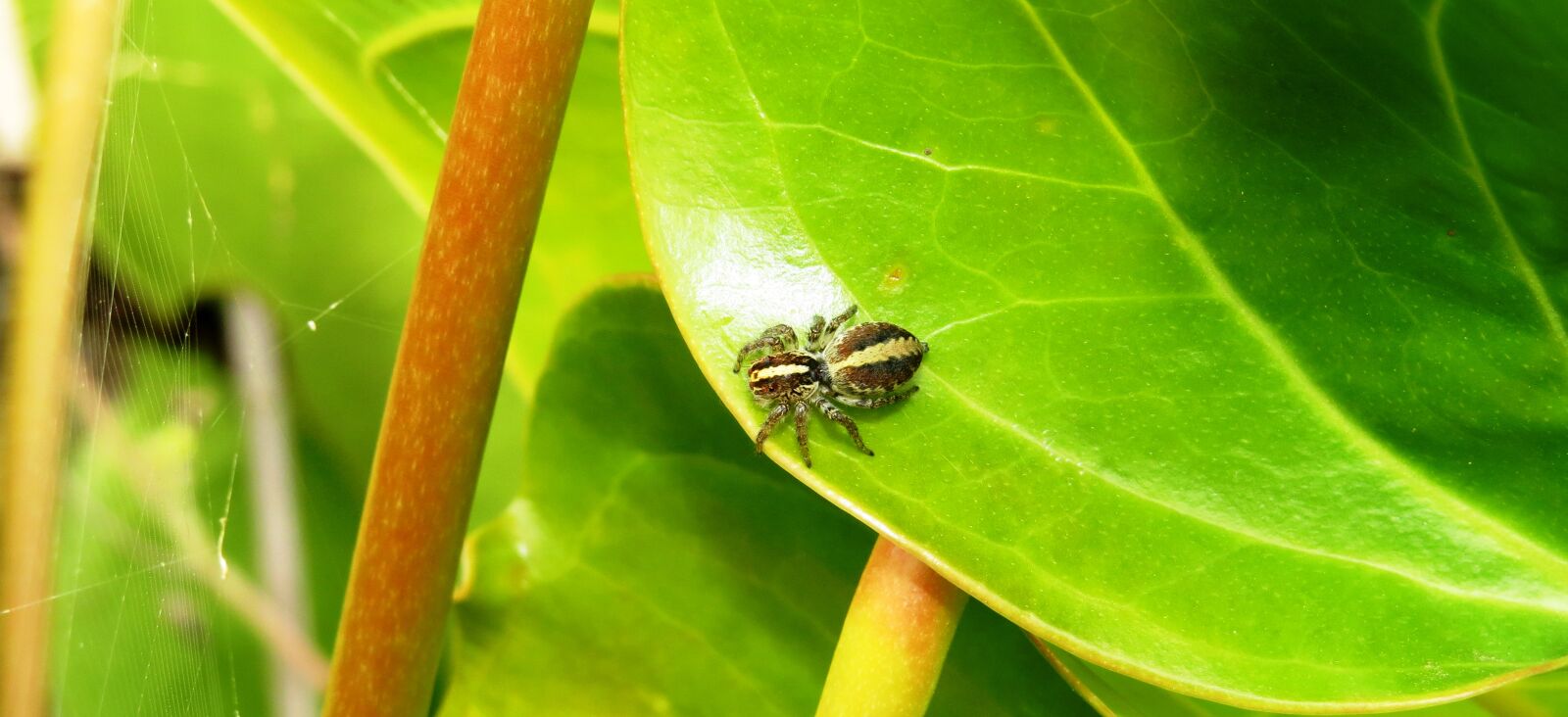 Canon PowerShot SX50 HS sample photo. Insect, garden, spider hunter photography