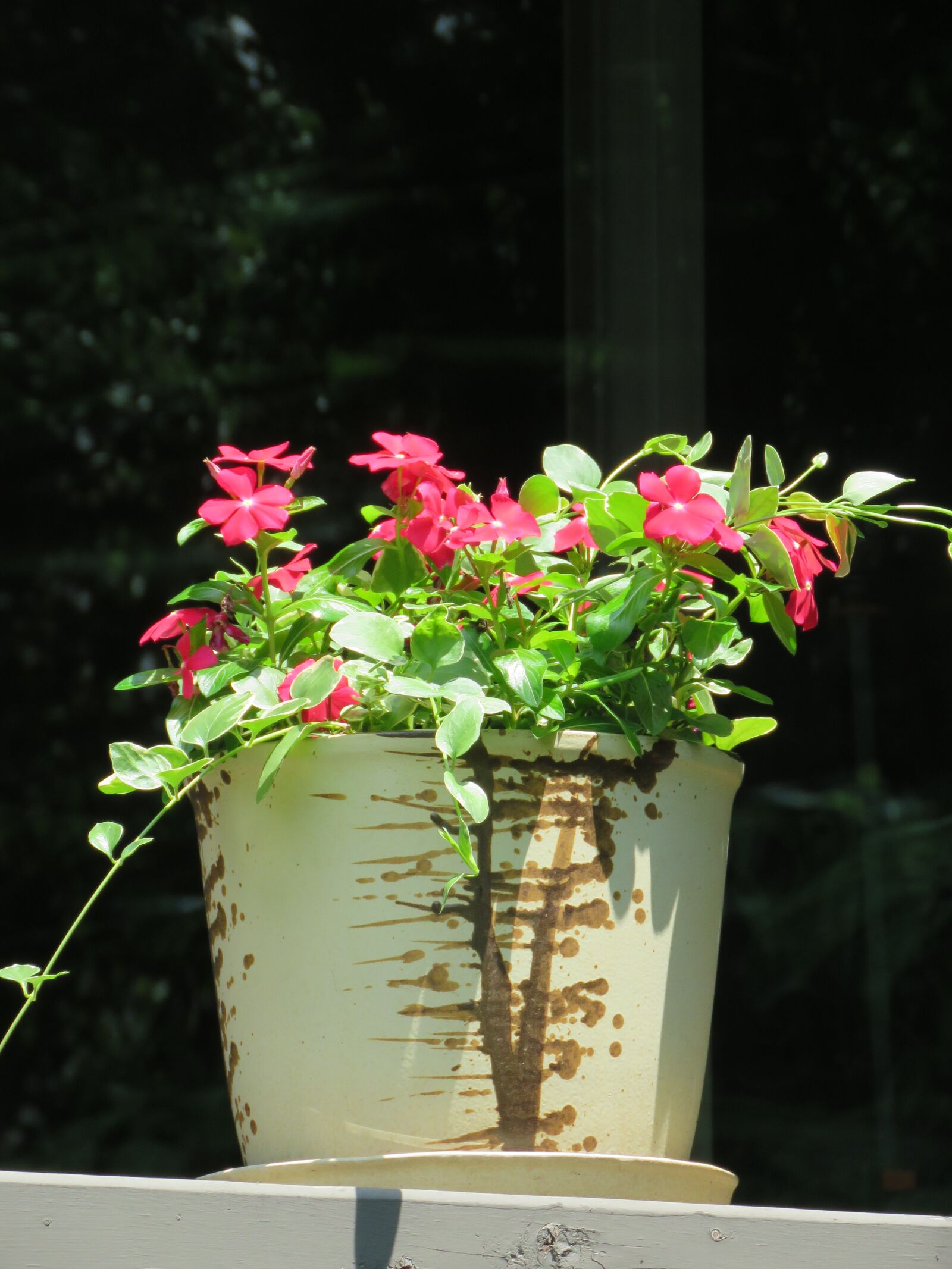 Canon PowerShot SX60 HS sample photo. Striking, impatiens vinca, flowers photography