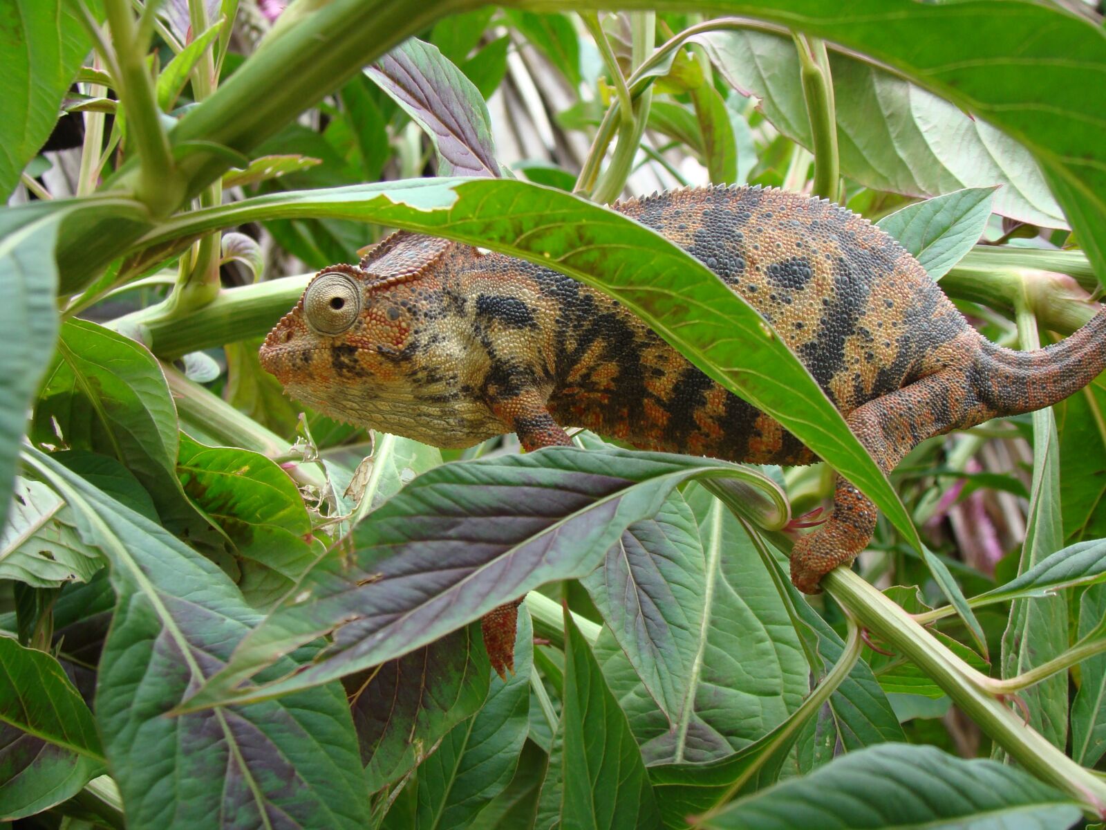 Sony DSC-H7 sample photo. Reptile, chameleon, lizard photography
