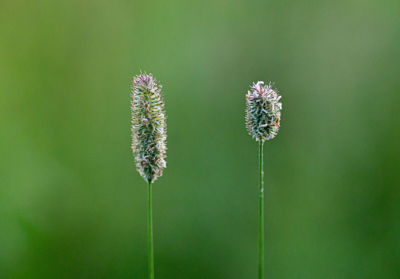 Canon EF 100mm F2.8L Macro IS USM sample photo. Grass, nature, field photography