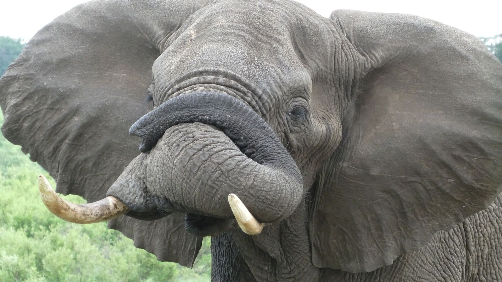 Panasonic DC-TZ91 sample photo. Elephant, okavango, botswana photography