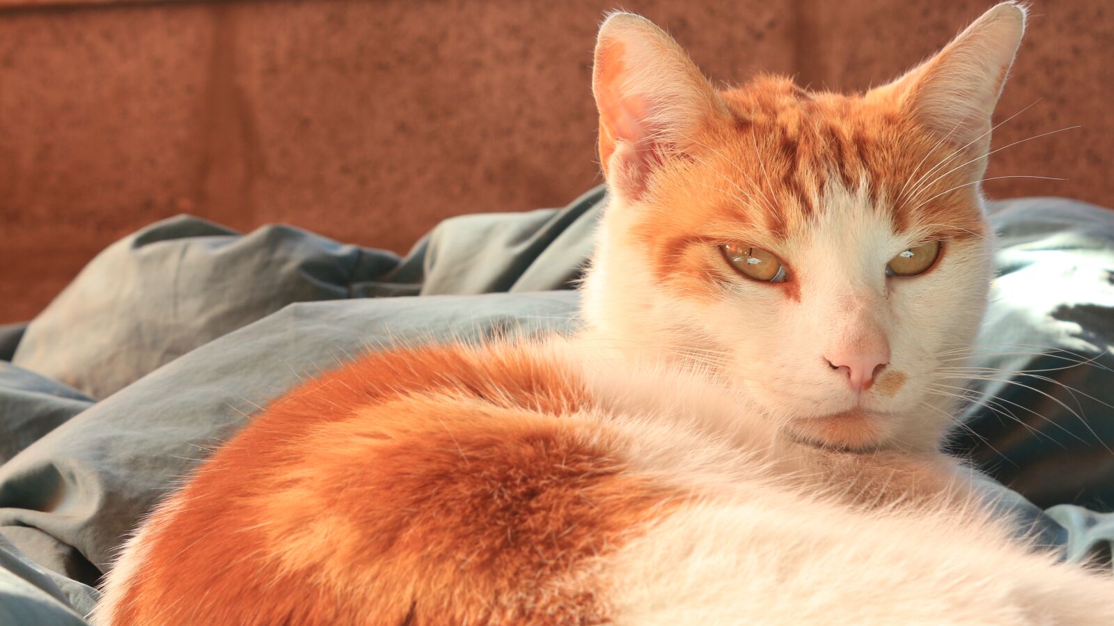 Canon EOS 650D (EOS Rebel T4i / EOS Kiss X6i) sample photo. Cat, pet, bed photography