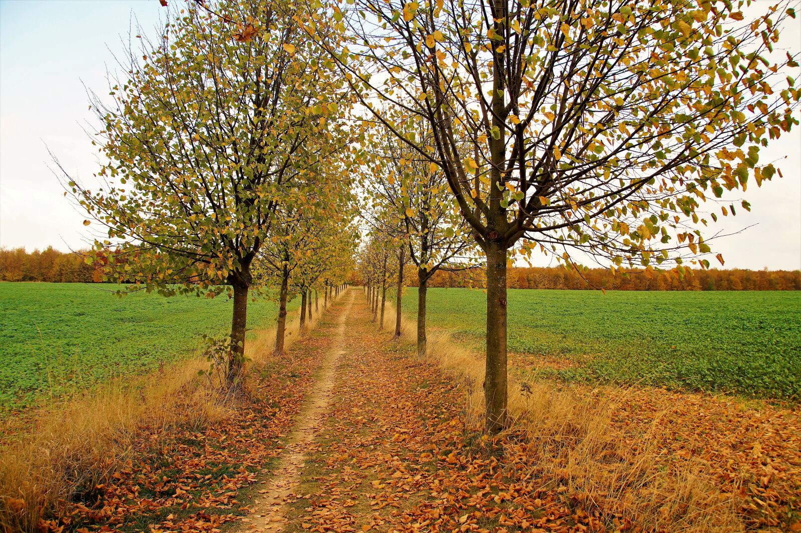 Sony SLT-A58 sample photo. Autumn, path, the trail photography