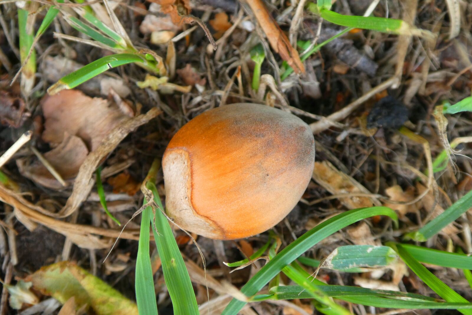 Panasonic Lumix DC-ZS70 (Lumix DC-TZ90) sample photo. Hazelnut, tree fruit, autumn photography