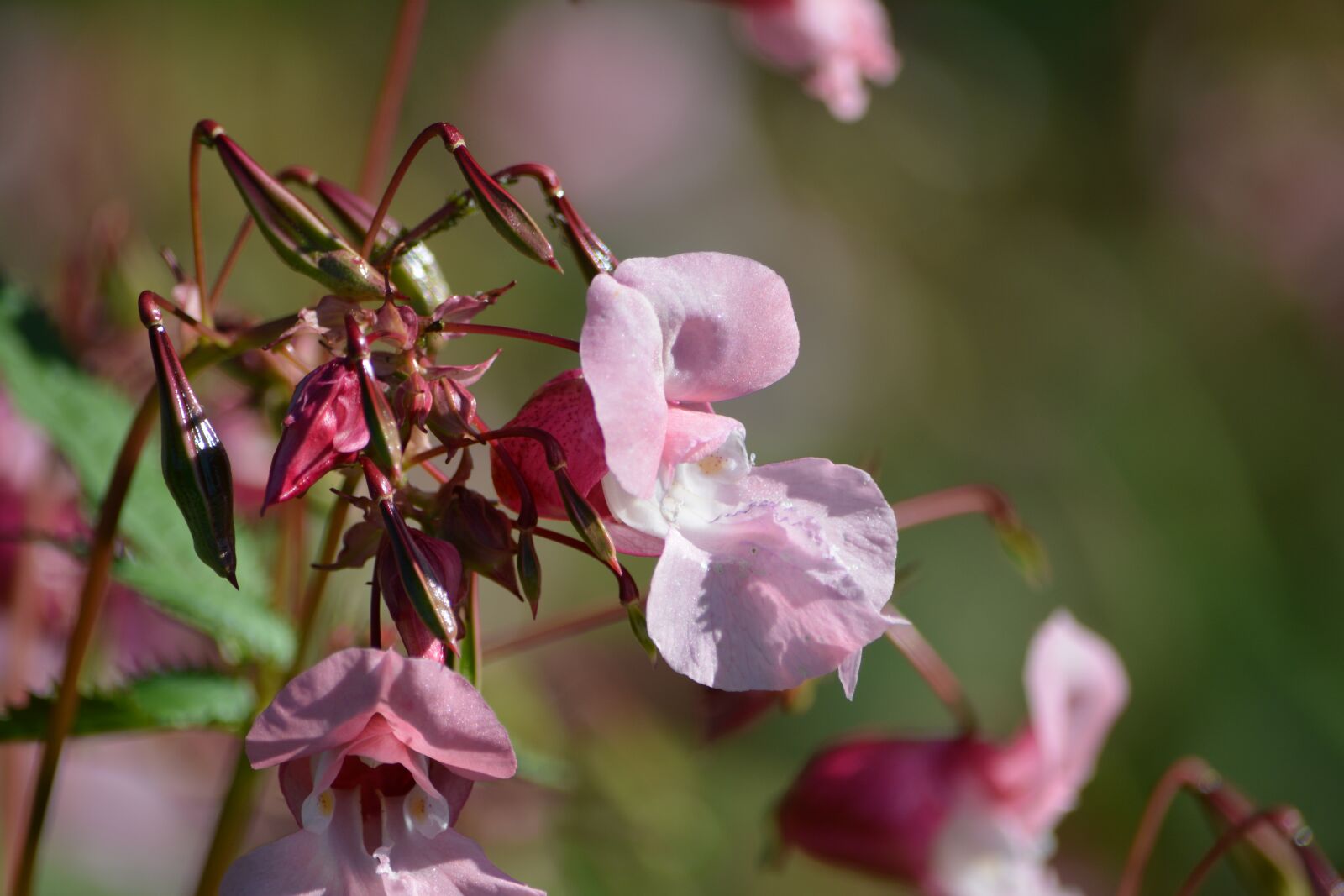 Nikon D5200 sample photo. Netýkavka, flower, pink photography
