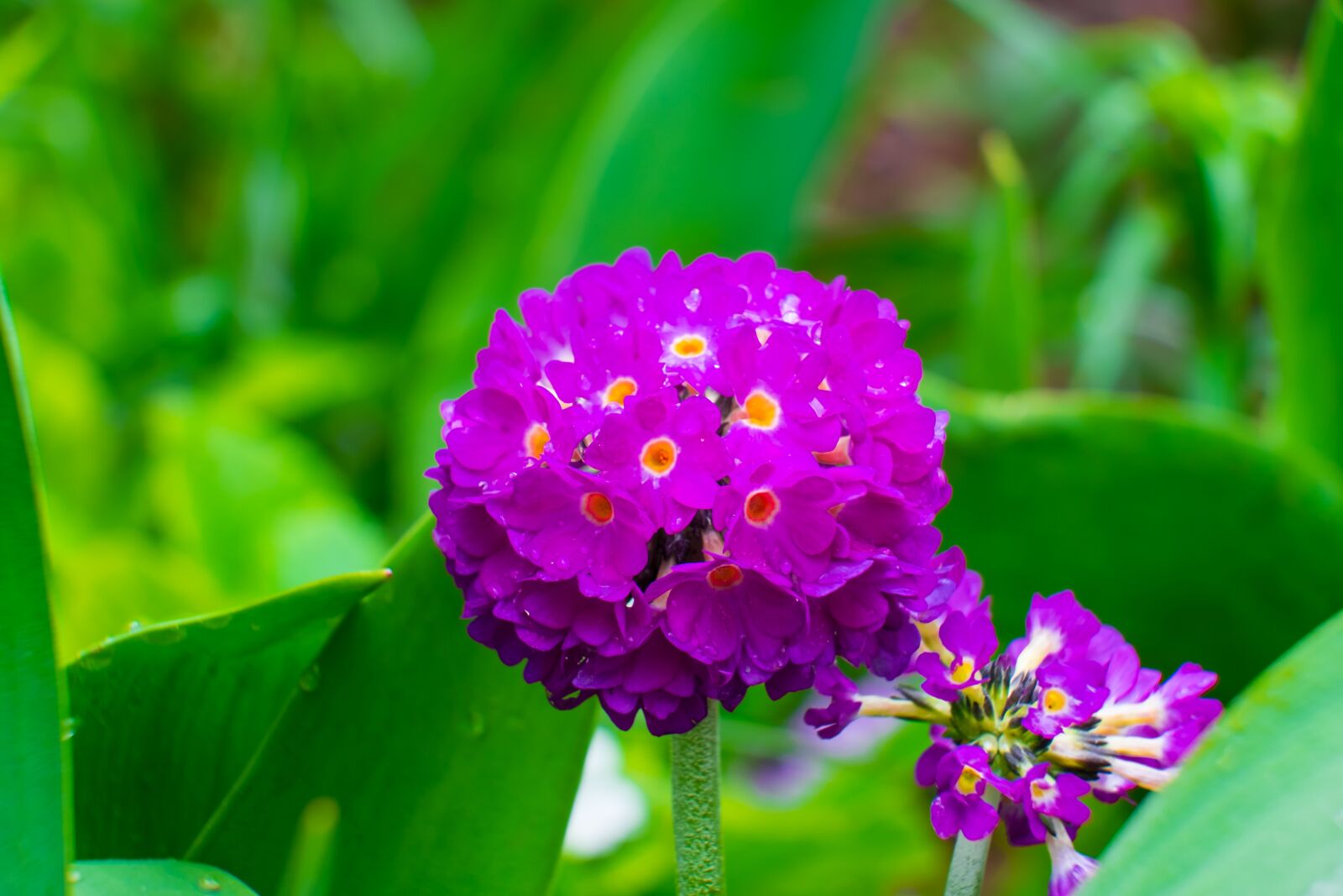 Fujifilm XF 55-200mm F3.5-4.8 R LM OIS sample photo. Flower, primula, spring photography