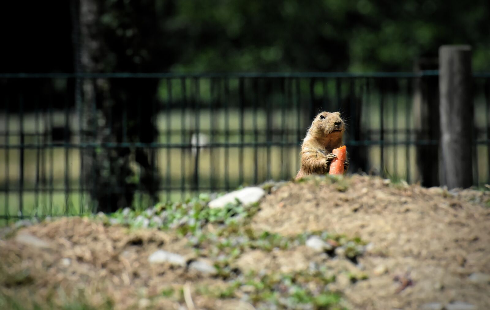 Nikon D7200 sample photo. Prairie dogs, nager, rodents photography