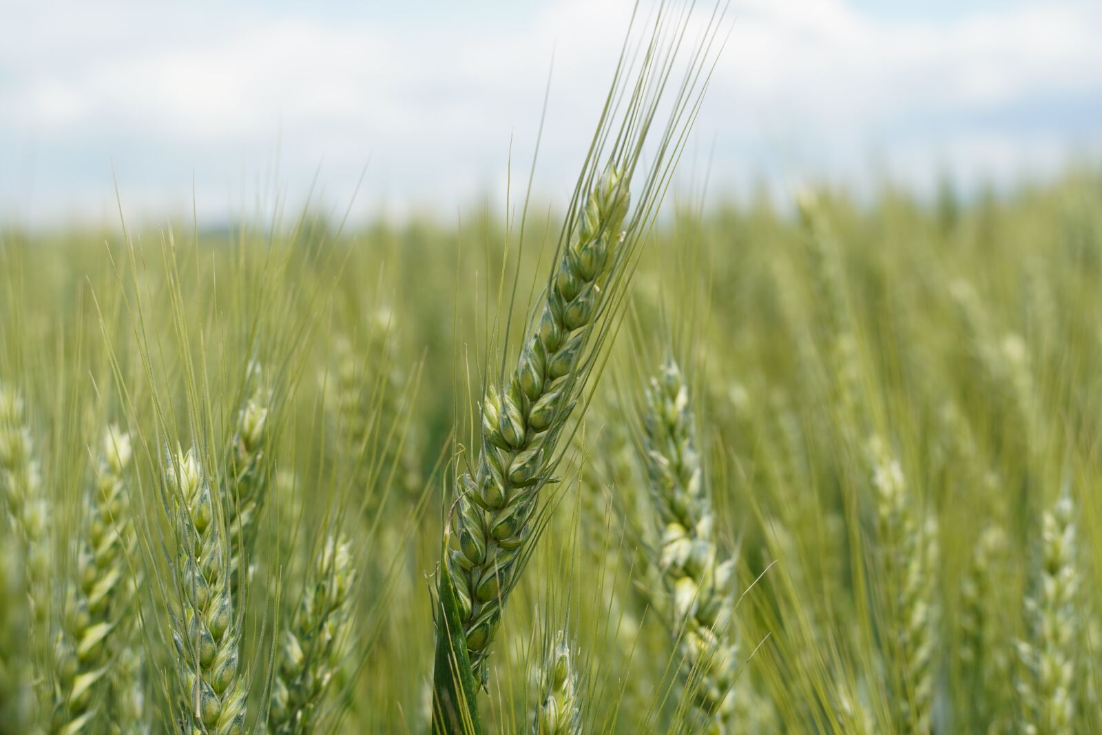 Sony a6400 sample photo. Grain, field, agriculture photography