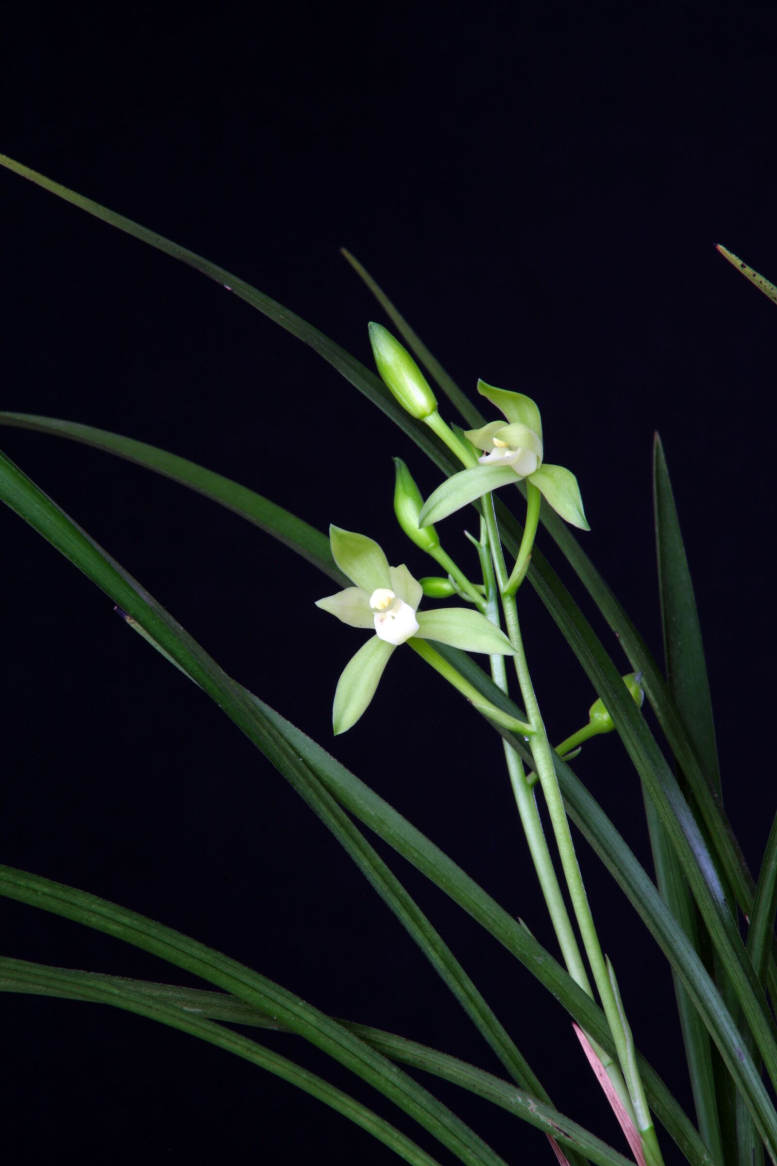 Canon EOS 5D sample photo. Orchid, plants, oriental photography
