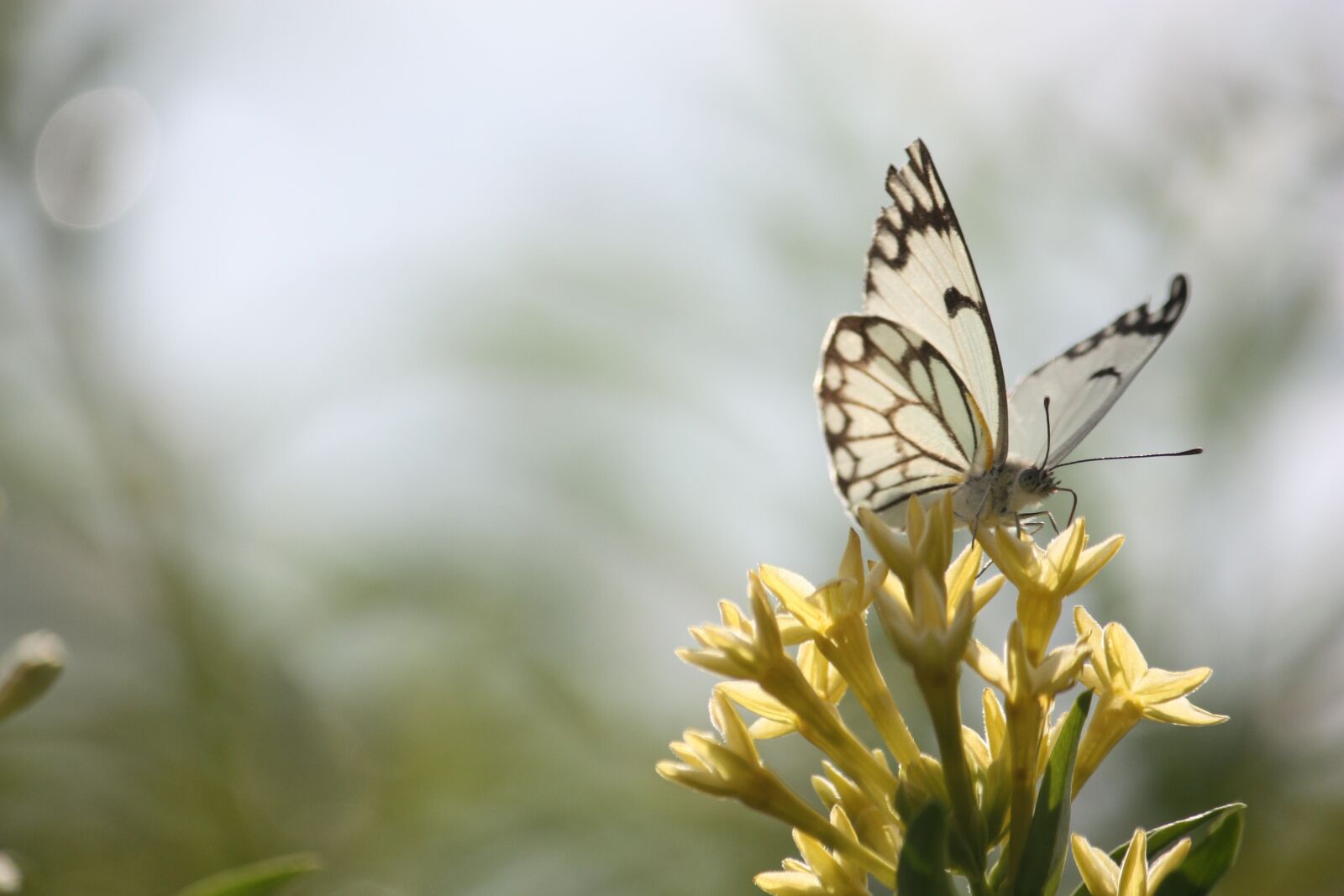 Canon EOS 450D (EOS Rebel XSi / EOS Kiss X2) sample photo. Butterfly, pollination, insect photography