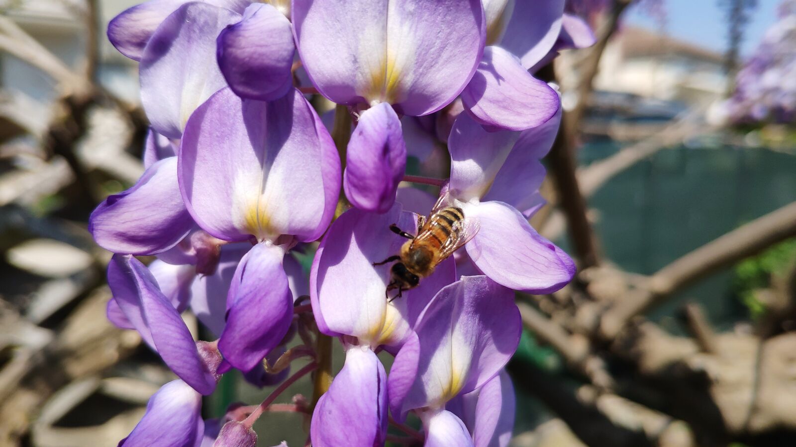 Xiaomi MI 8 sample photo. Wisteria, bee, nectar photography