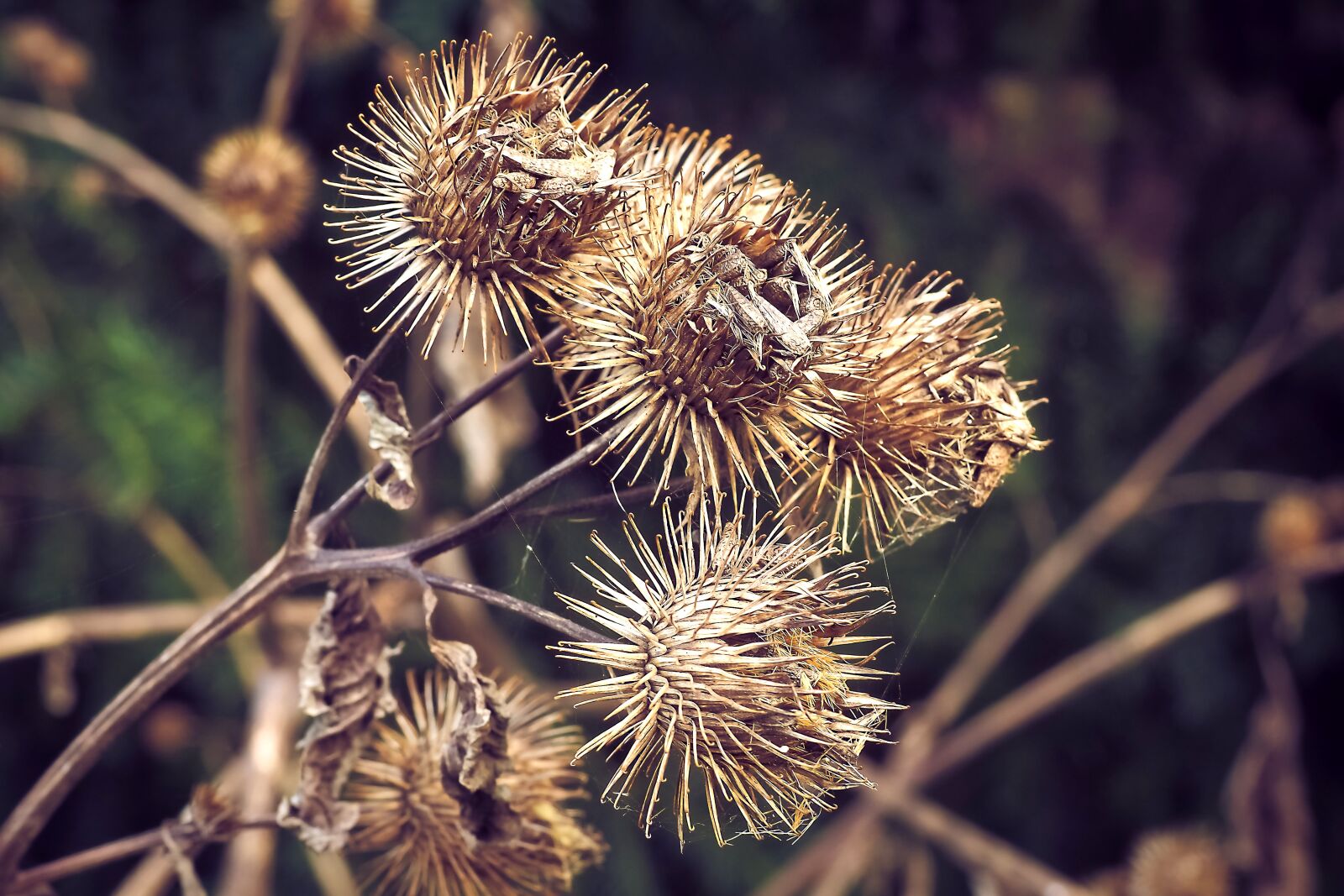 Olympus OM-D E-M10 sample photo. Thistles, autumn, plant photography