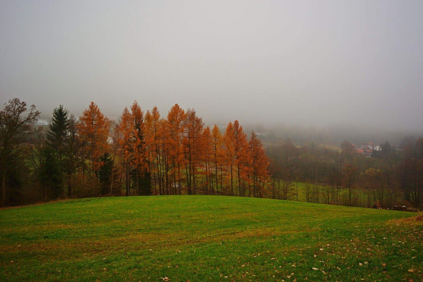 Nikon D5200 sample photo. Grove of trees, autumn photography