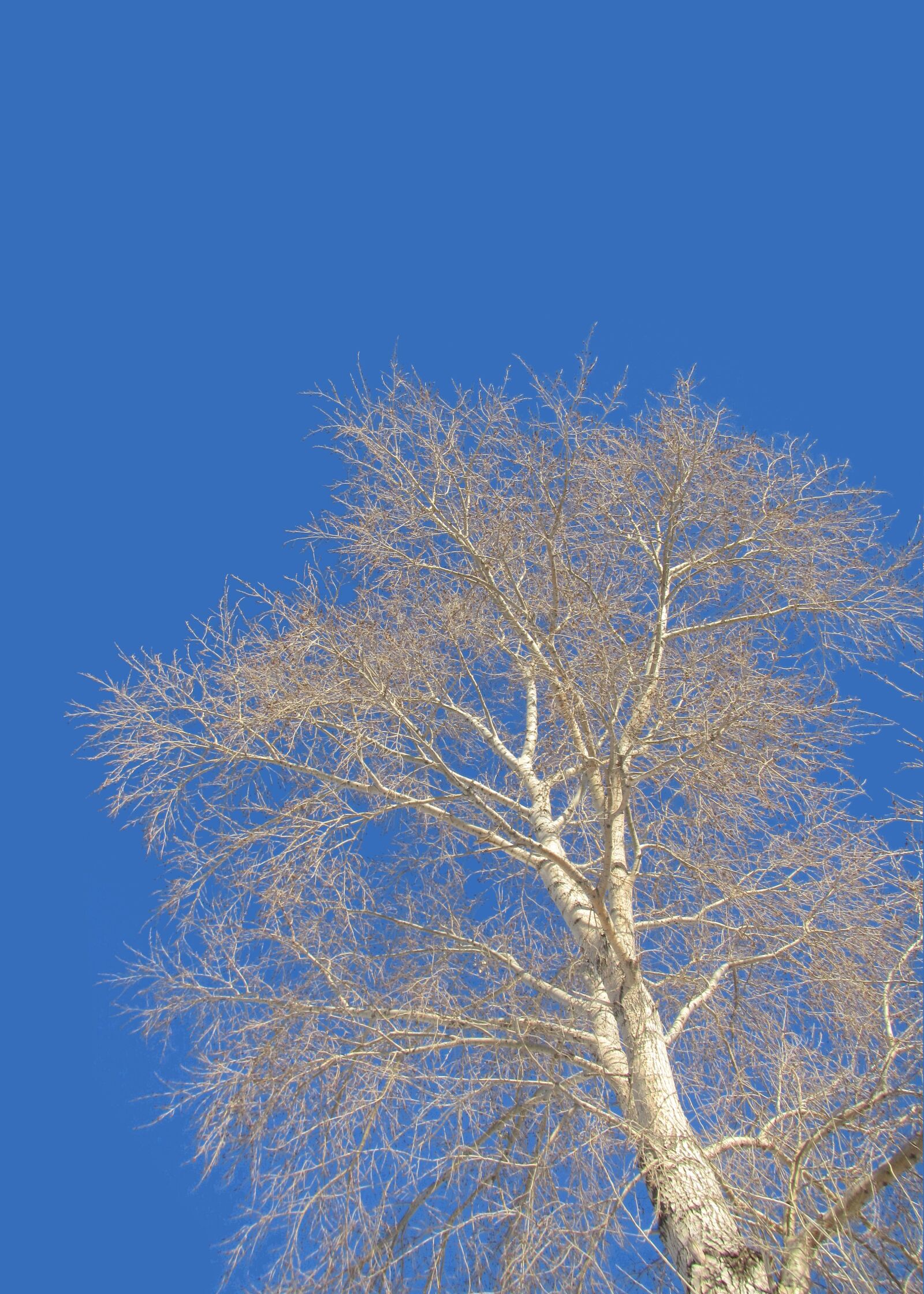 Canon PowerShot D30 sample photo. Aspens, blue sky, no photography