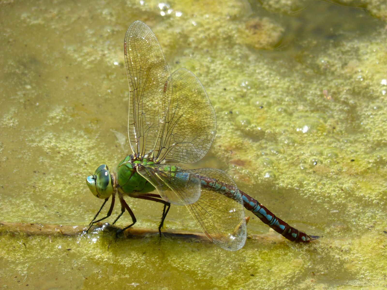 Panasonic DMC-FZ62 sample photo. Dragonfly, dragonfly large, anax-imperator photography