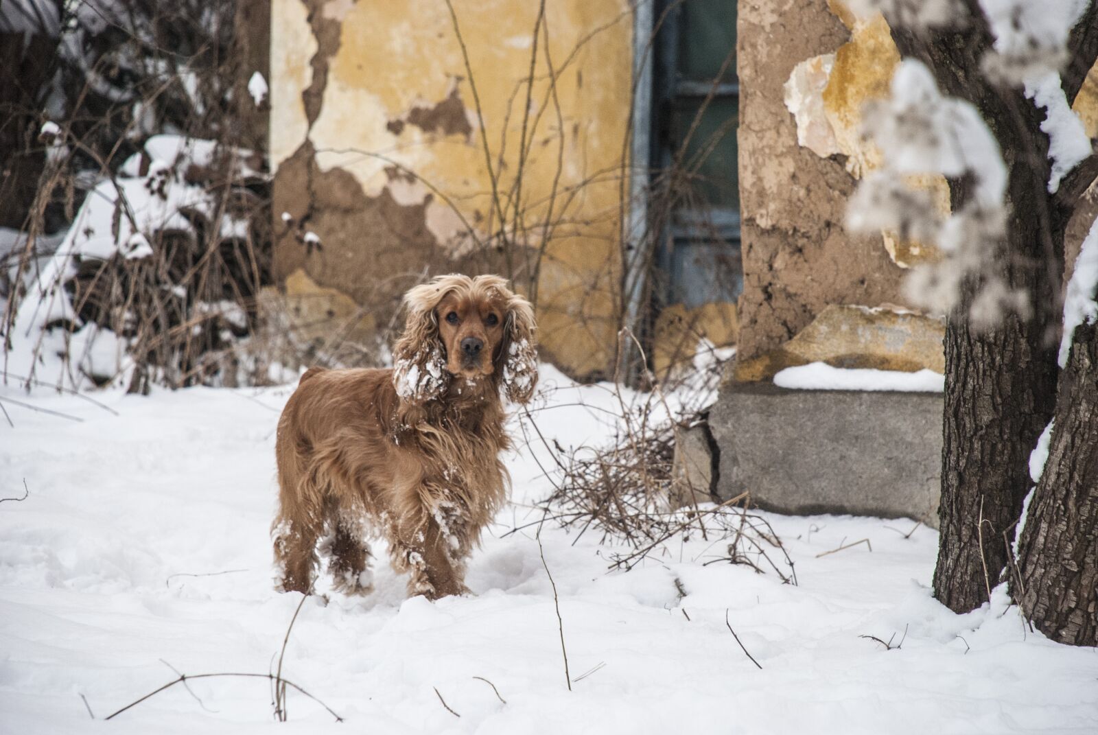 Nikon D80 sample photo. Dog, animal, cute photography