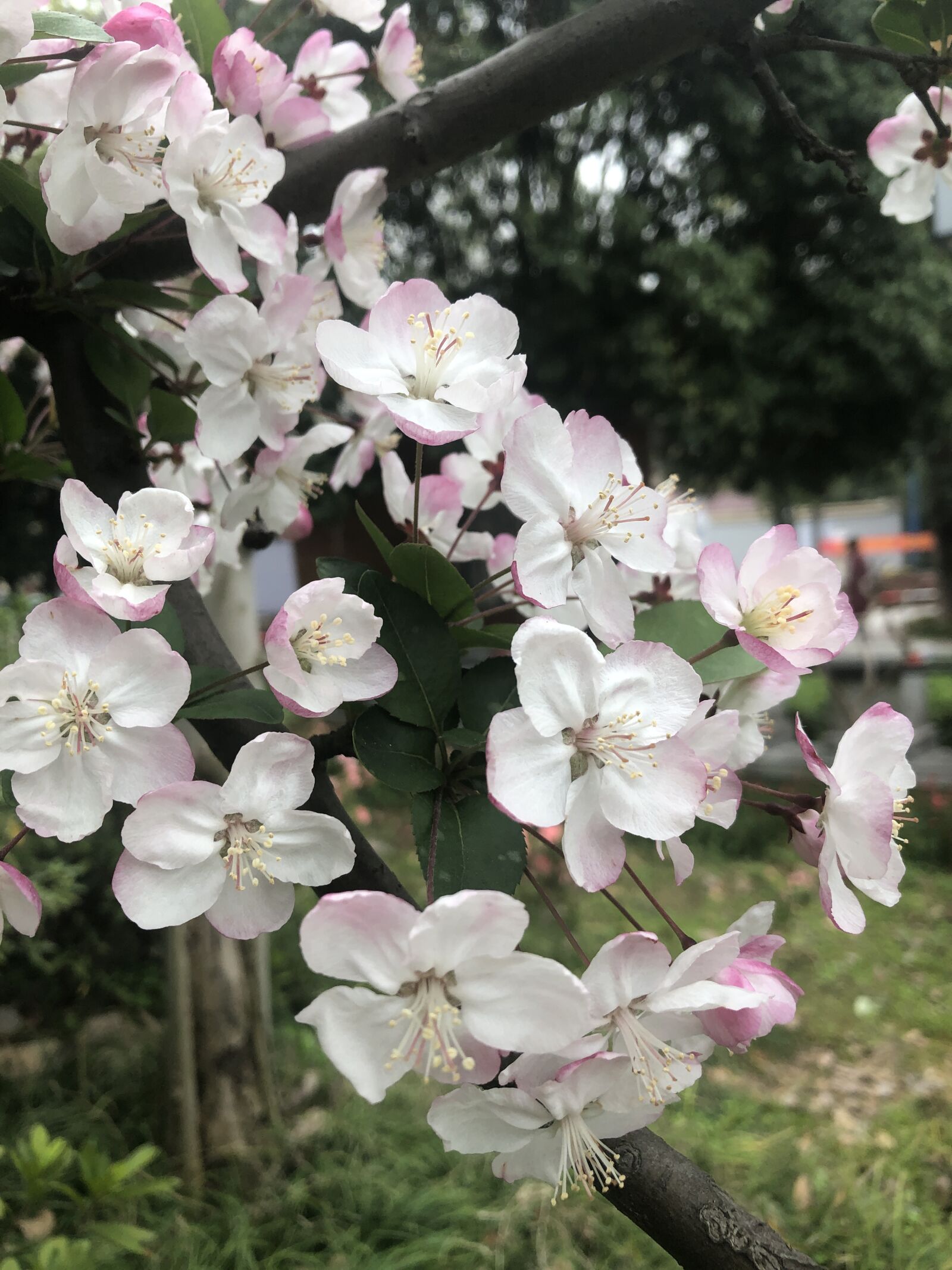 iPhone 8 Plus back dual camera 3.99mm f/1.8 sample photo. Flower, green, nature photography